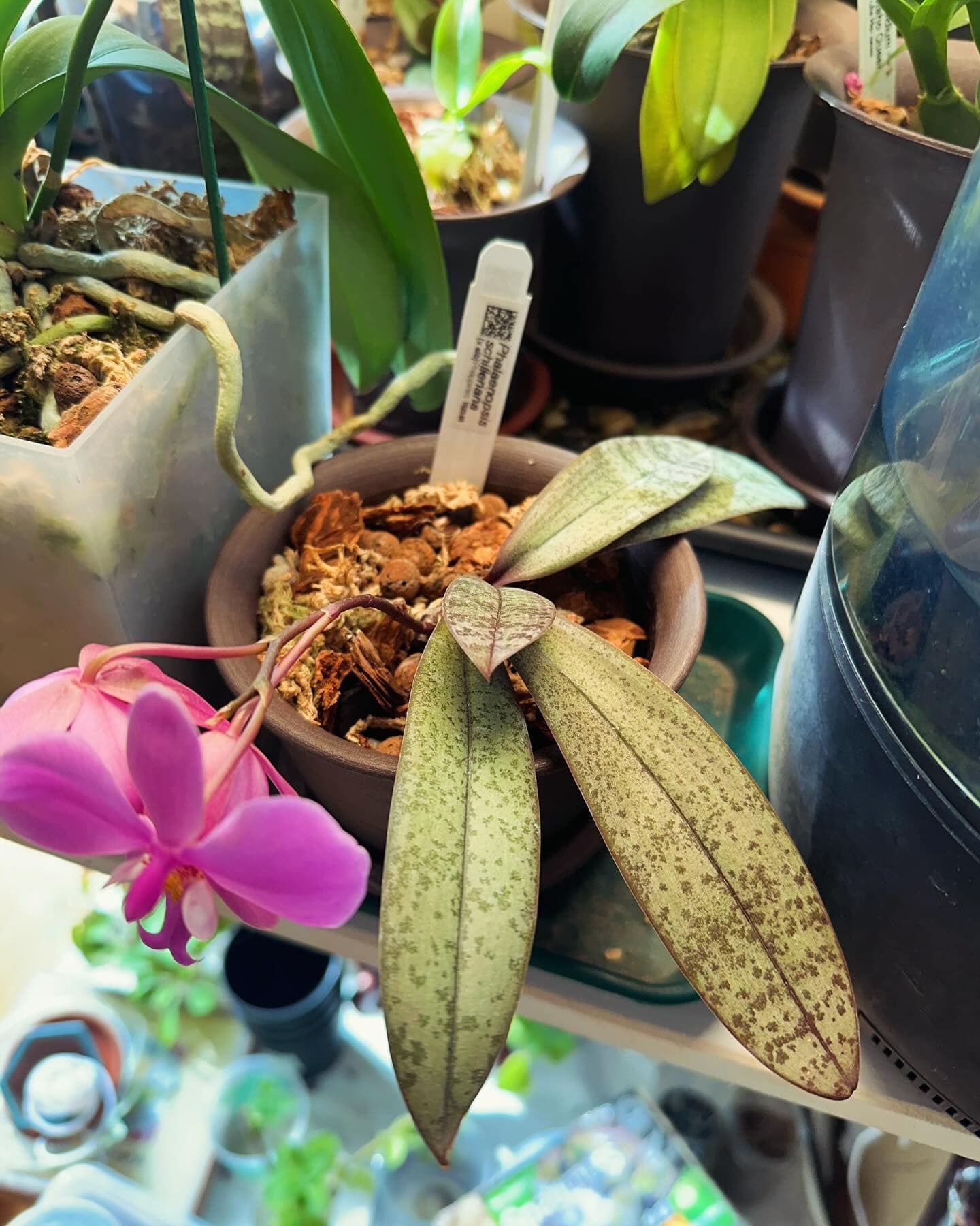 What is the origin of this unique Phal. schilleriana orchid?