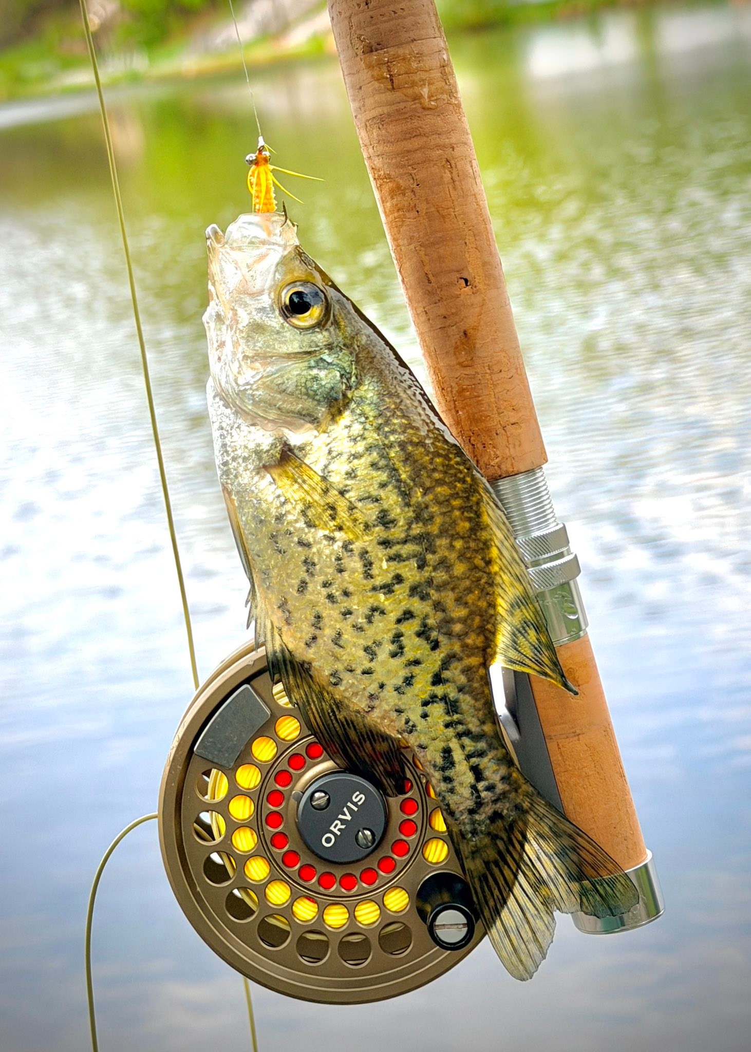 st croix imperial rod St. USA Fly (5wt, 9ft) fast action fly rod Yeti Bucket Ice Fishing Test/Yds/Dia:40 lb, 3,080 yds, .60 mm president