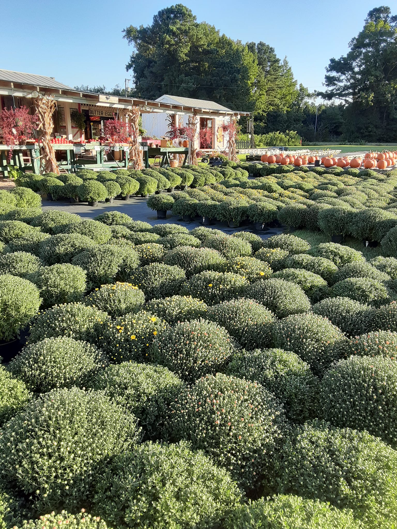 Things starting with M in the yard or garden