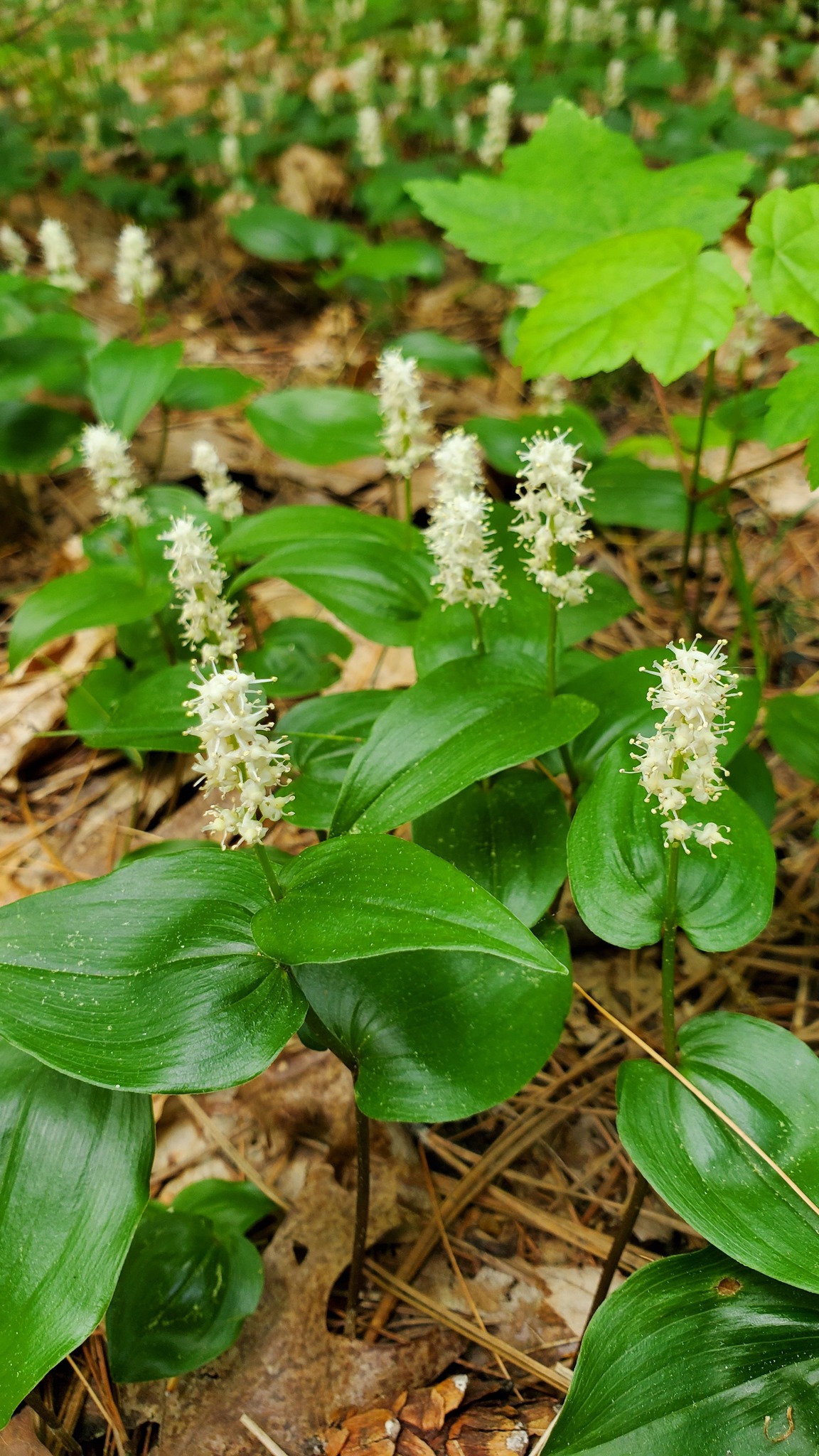 Canada mayflowers blooming in New Haven, CT