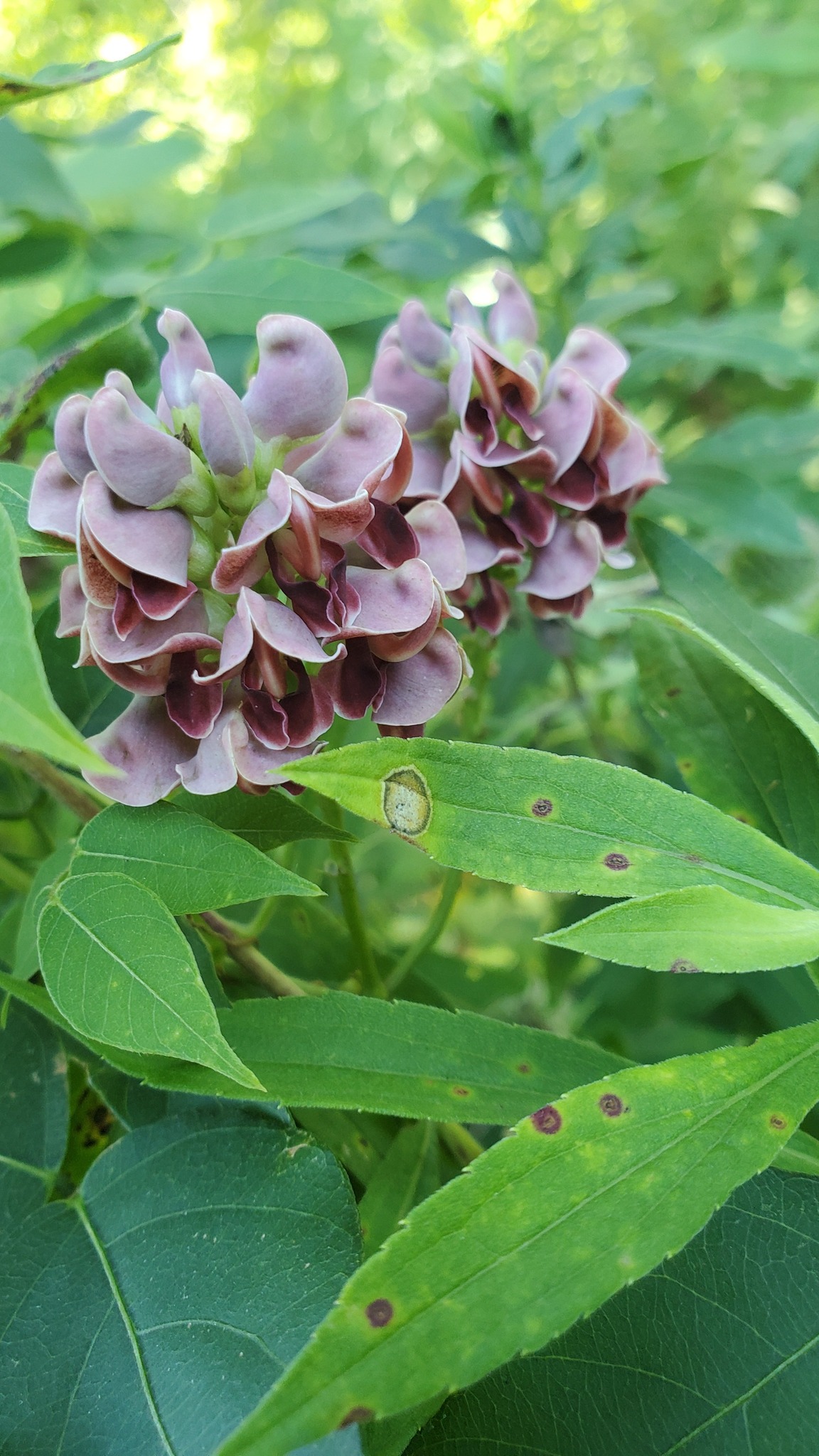 ❁Ma❁ Identifying flowers in Western Massachusetts