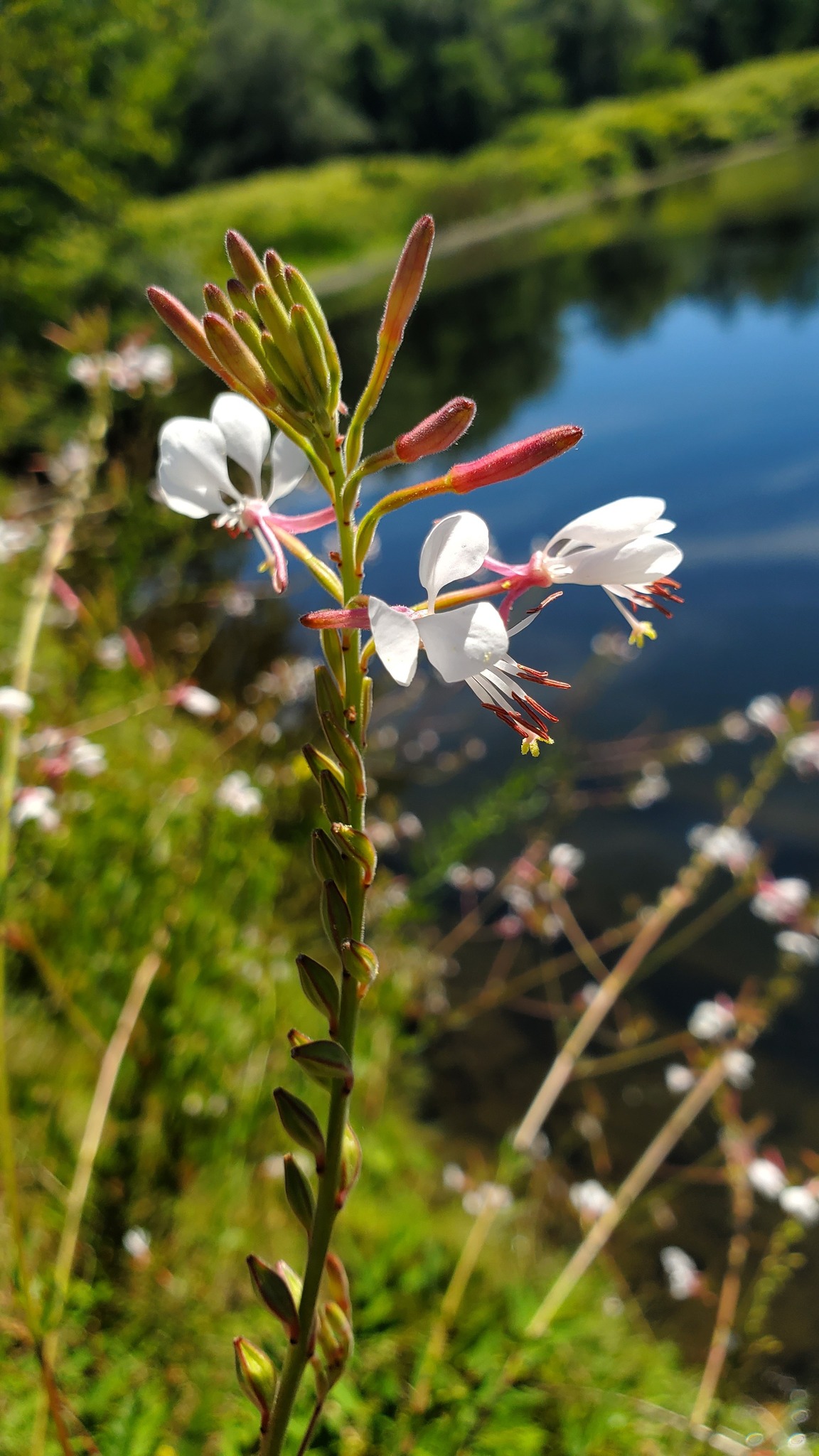 Identifying flowers in Western Massachusetts