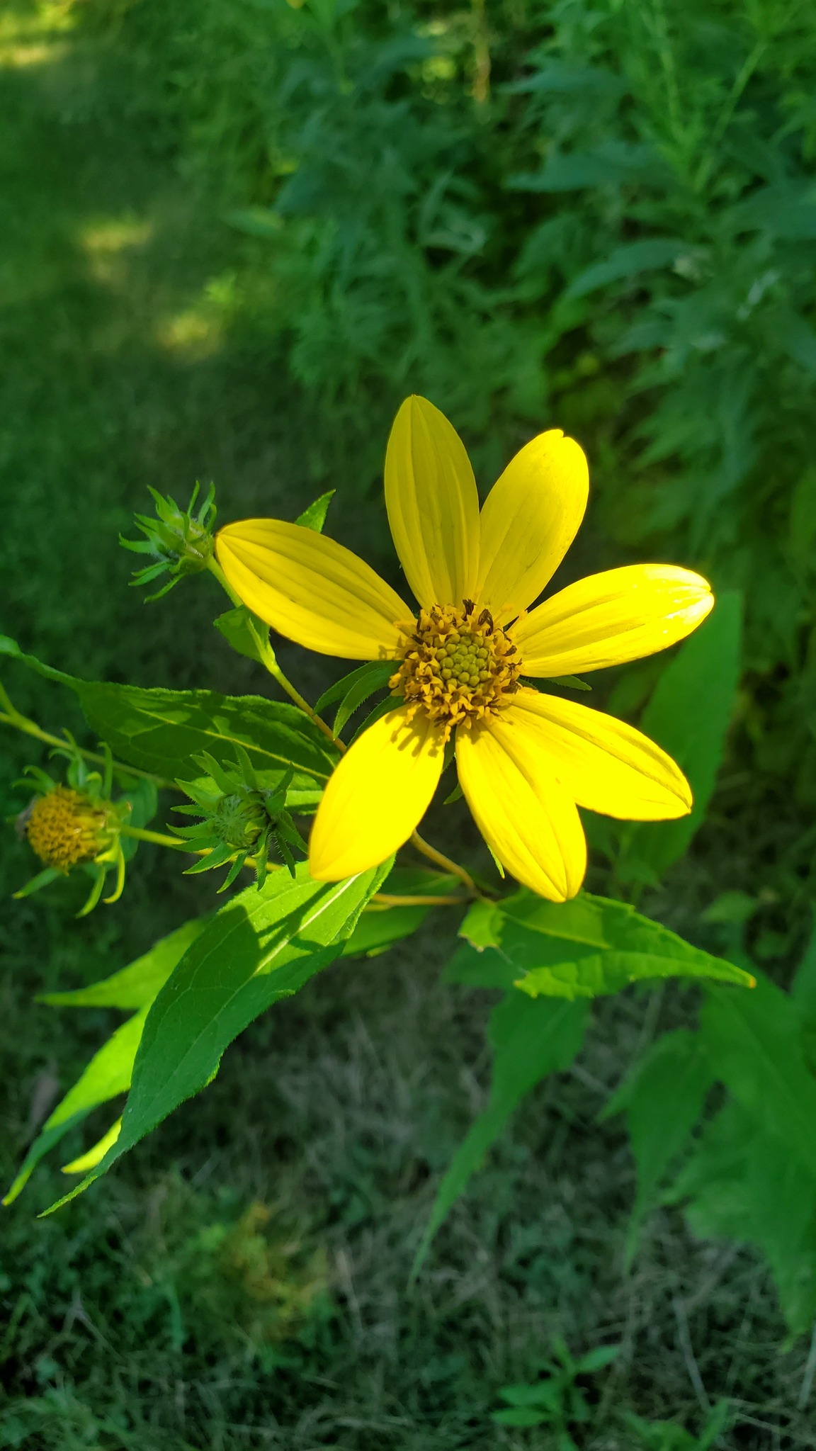 Identifying flowers in Western Massachusetts