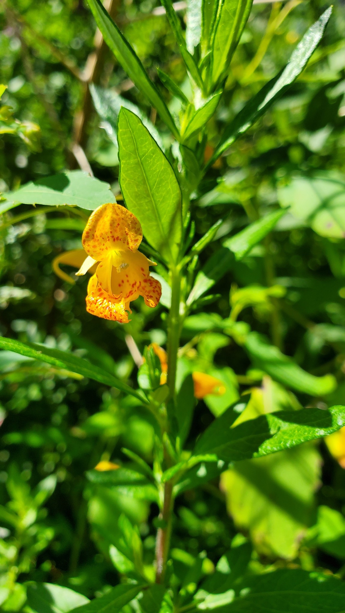 Identifying flowers in Western Massachusetts