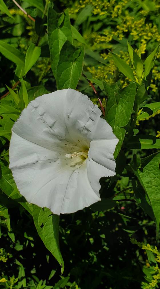 Identifying flowers in Western Massachusetts