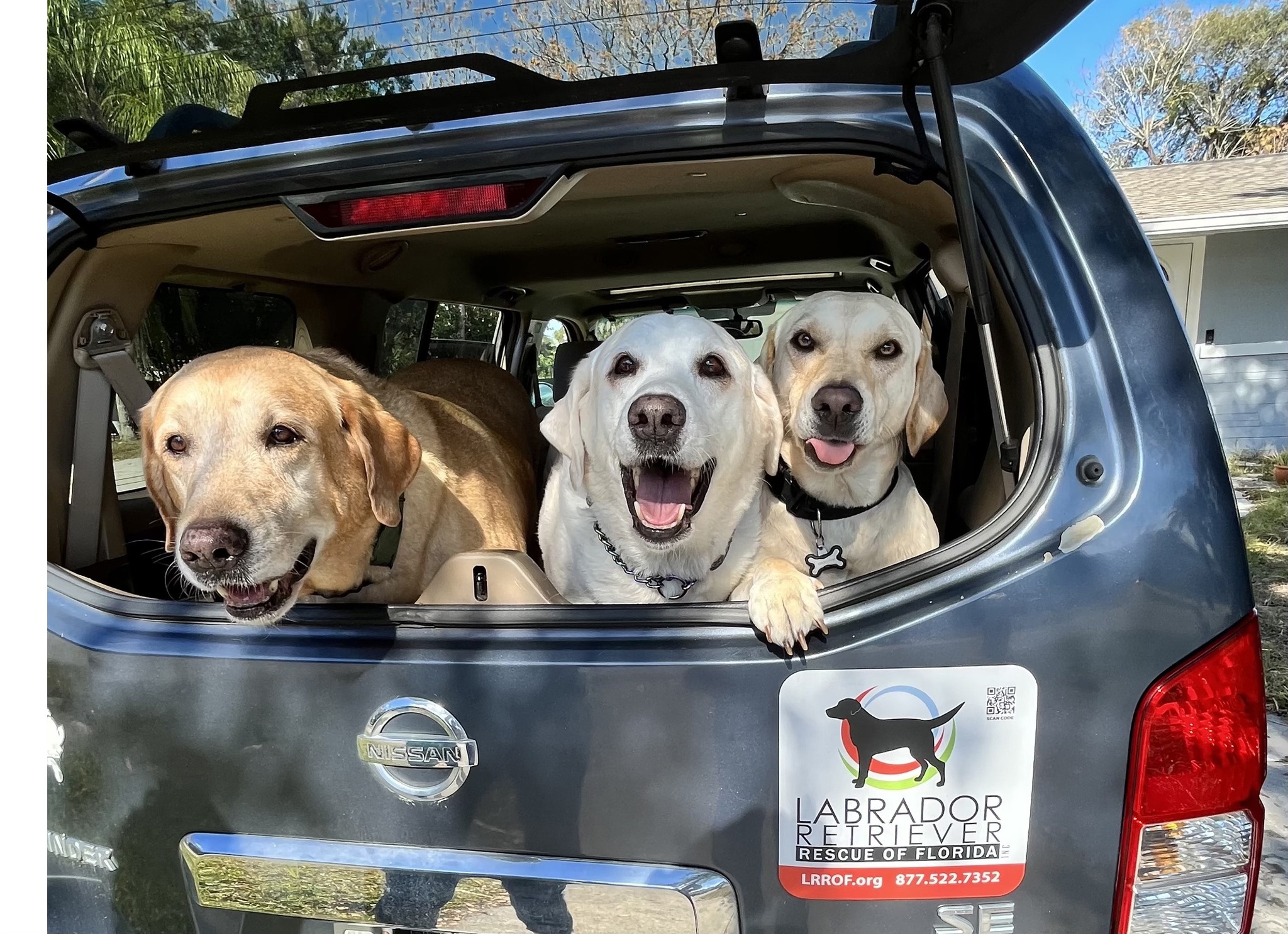 Labrador Retriever Rescue Of Florida – BRQD