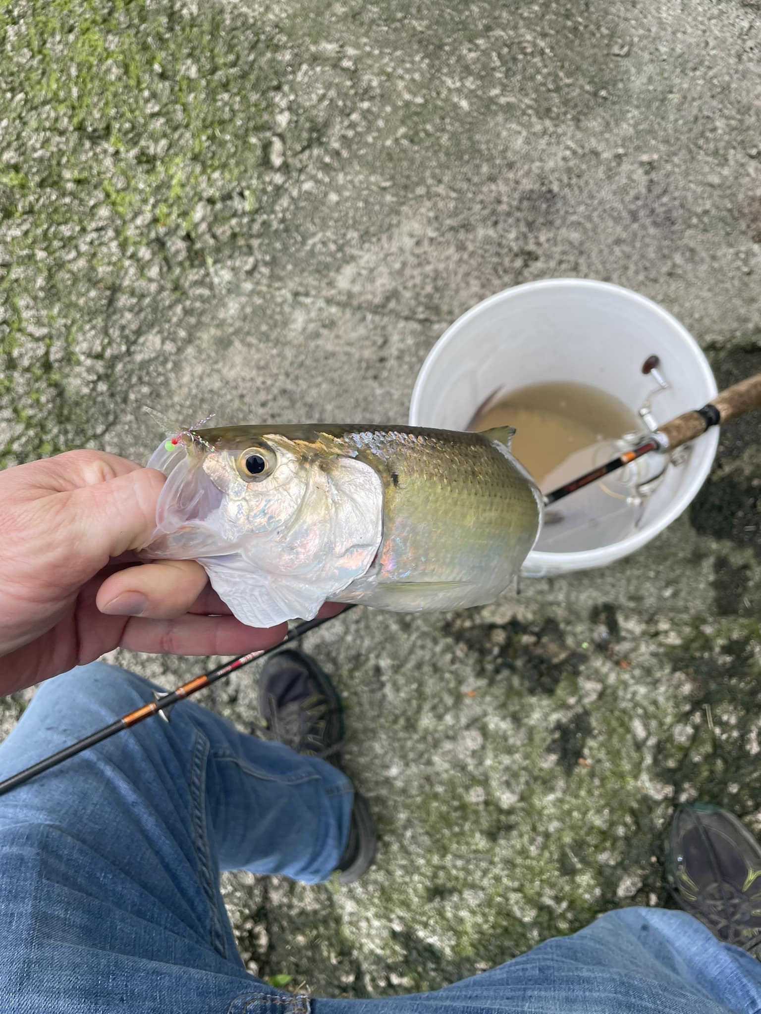 fish with lure belt buckle 2007 JEAN'S FRIEND Fishing Wildlife Fisherman Western Oval also Stock in the US : Clothing, Shoes & Jewelry a size 33 wears a size 36 belt). Fish, fishing belt buckle, belt
