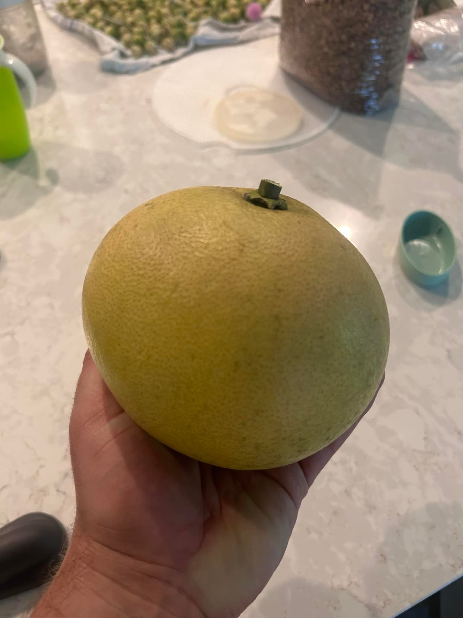 When to consume a freshly pulled pomelo?