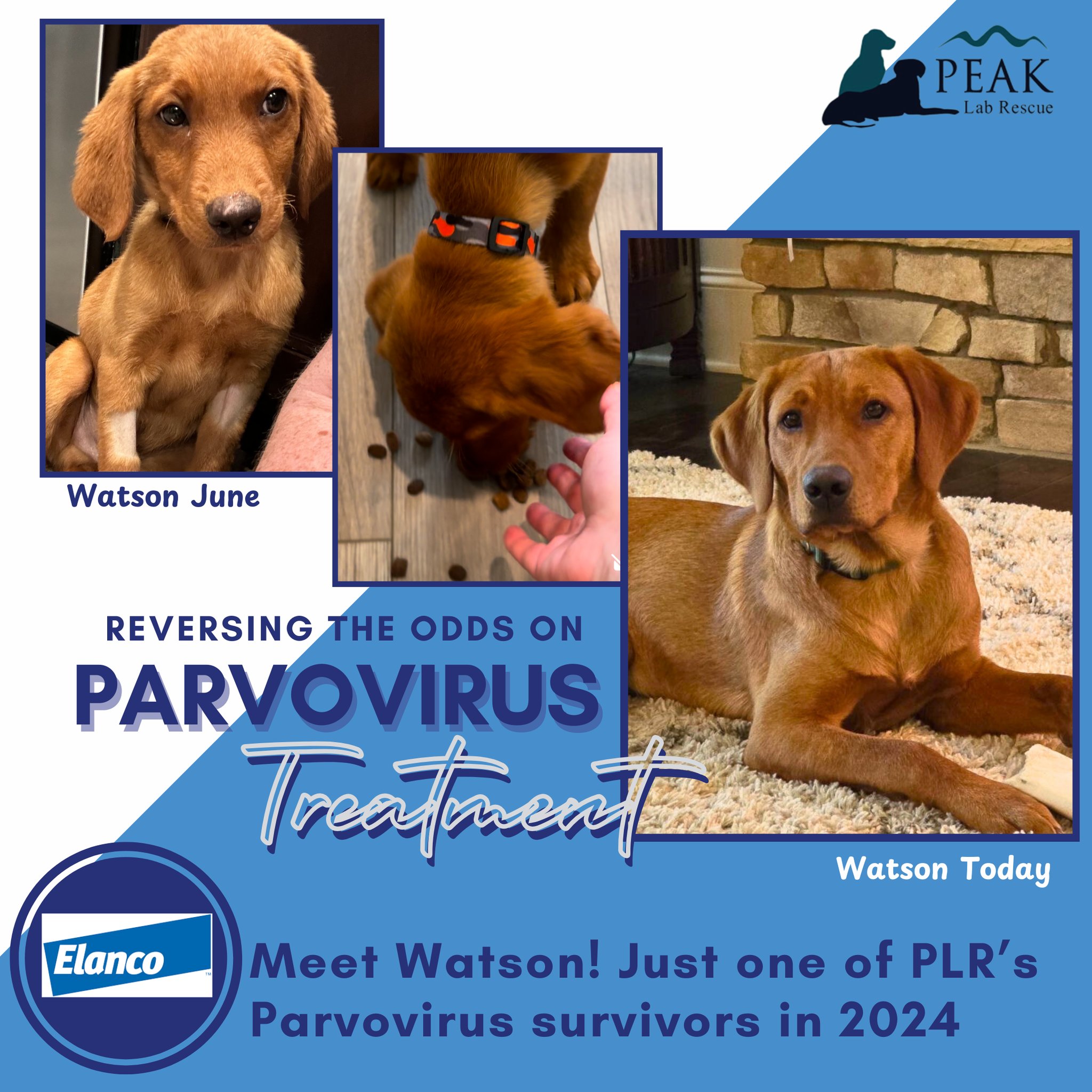 Peak Lab Rescue - 💙TAILS OF HOPE: REVERSING THE ODDS ON... | Facebook