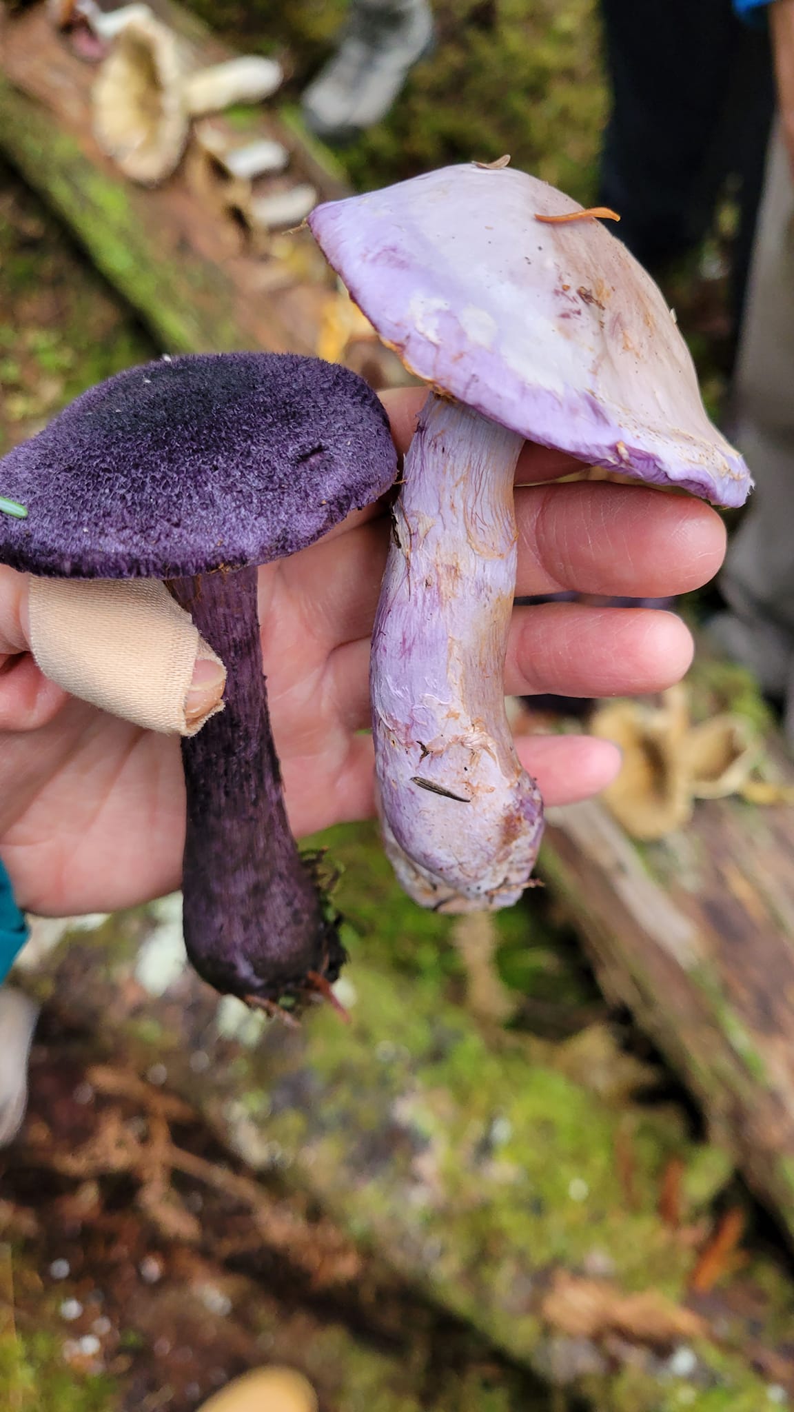 What is the light purple mushroom in Mt Baker Snoqualmie National