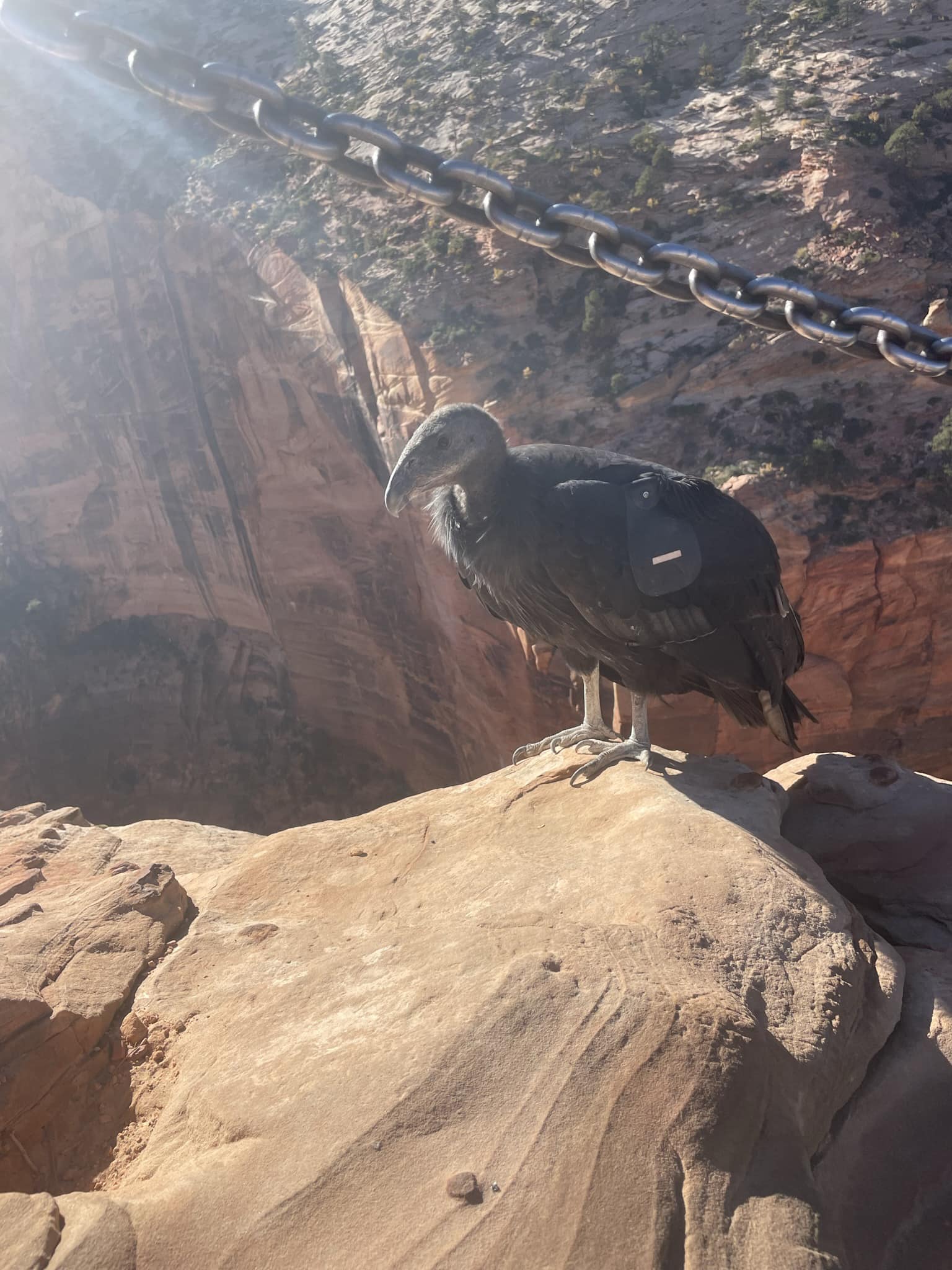Spotting California condors near Zion National Park