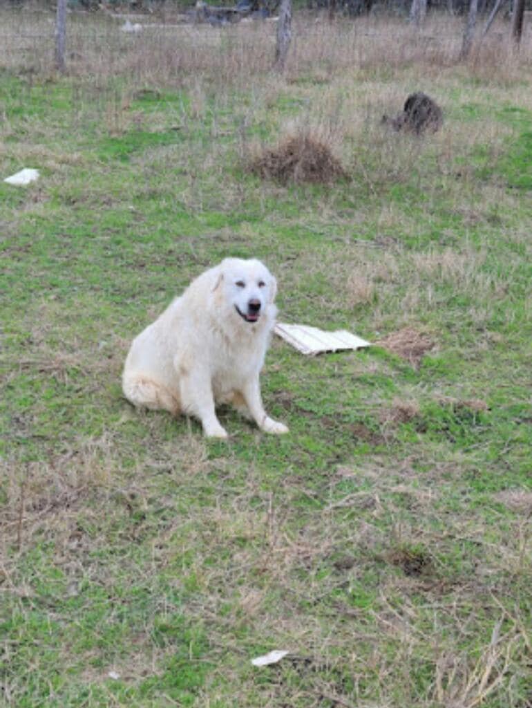 Who can rescue these four gorgeous dogs?