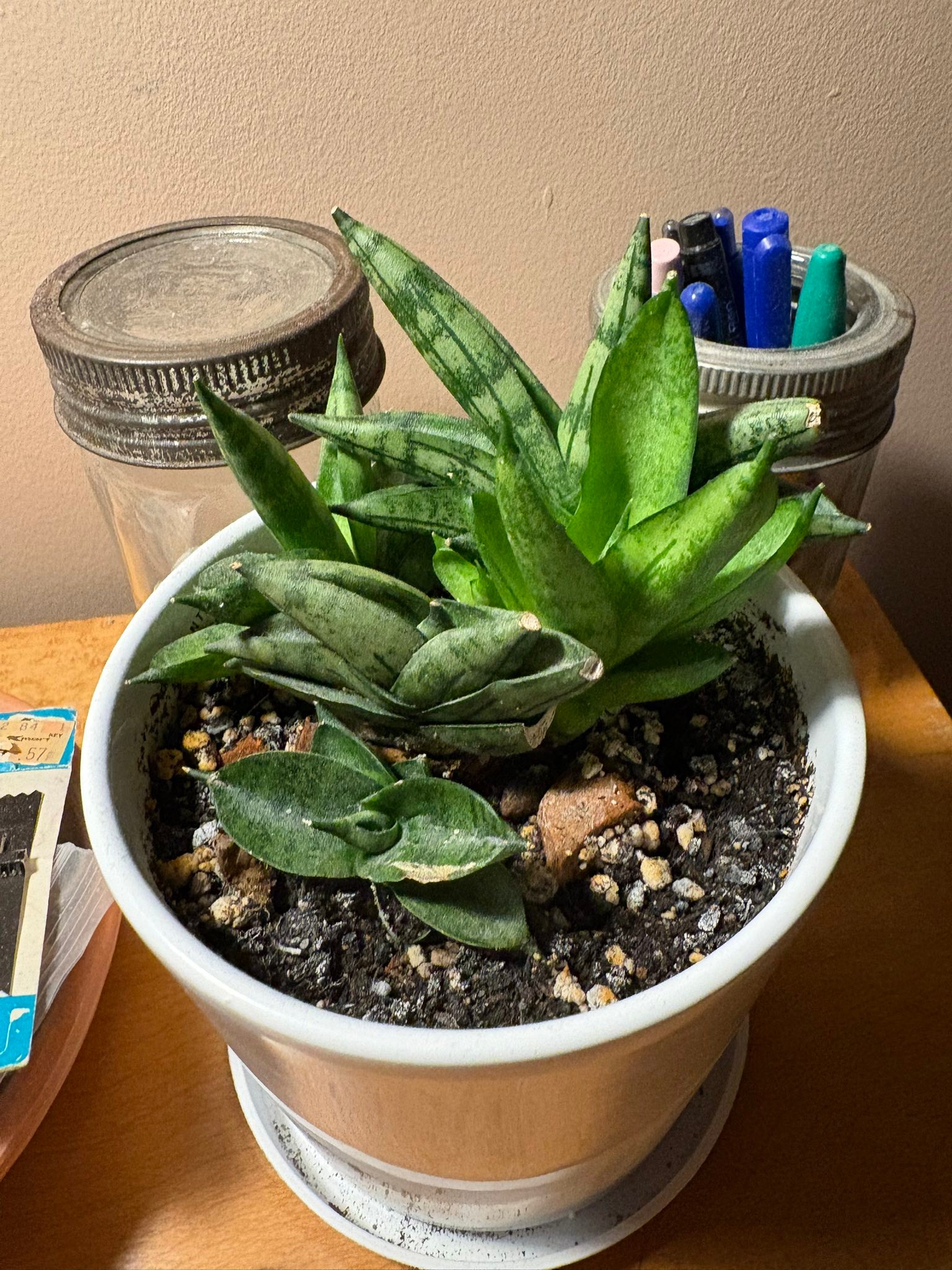 超特大 Sansevieria caulescens ”Super Star” Sansevieria caulescens