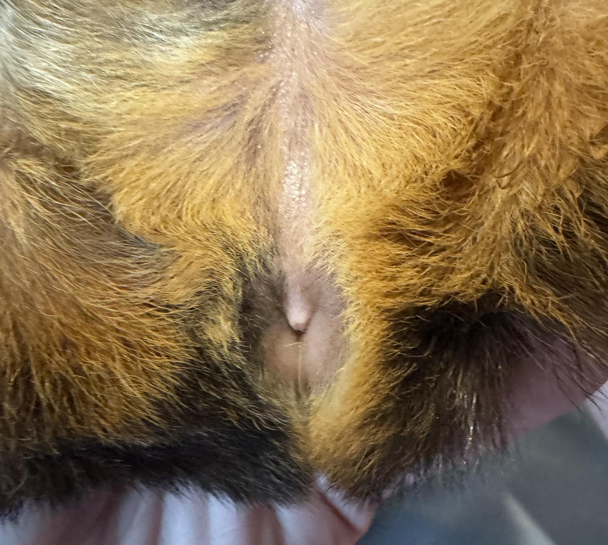 How to determine guinea pig's sex
