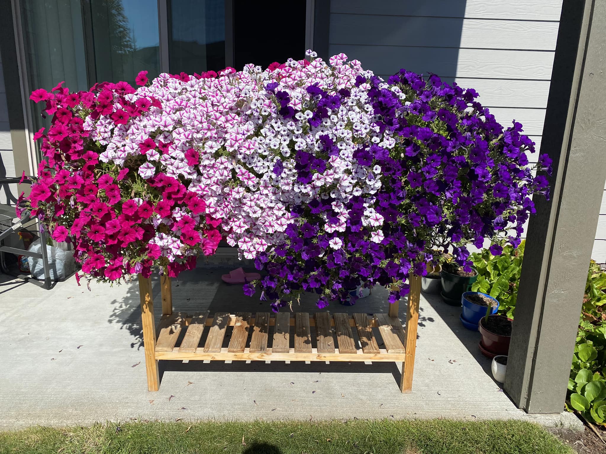 Supertunia giant pink annuals for big blooms