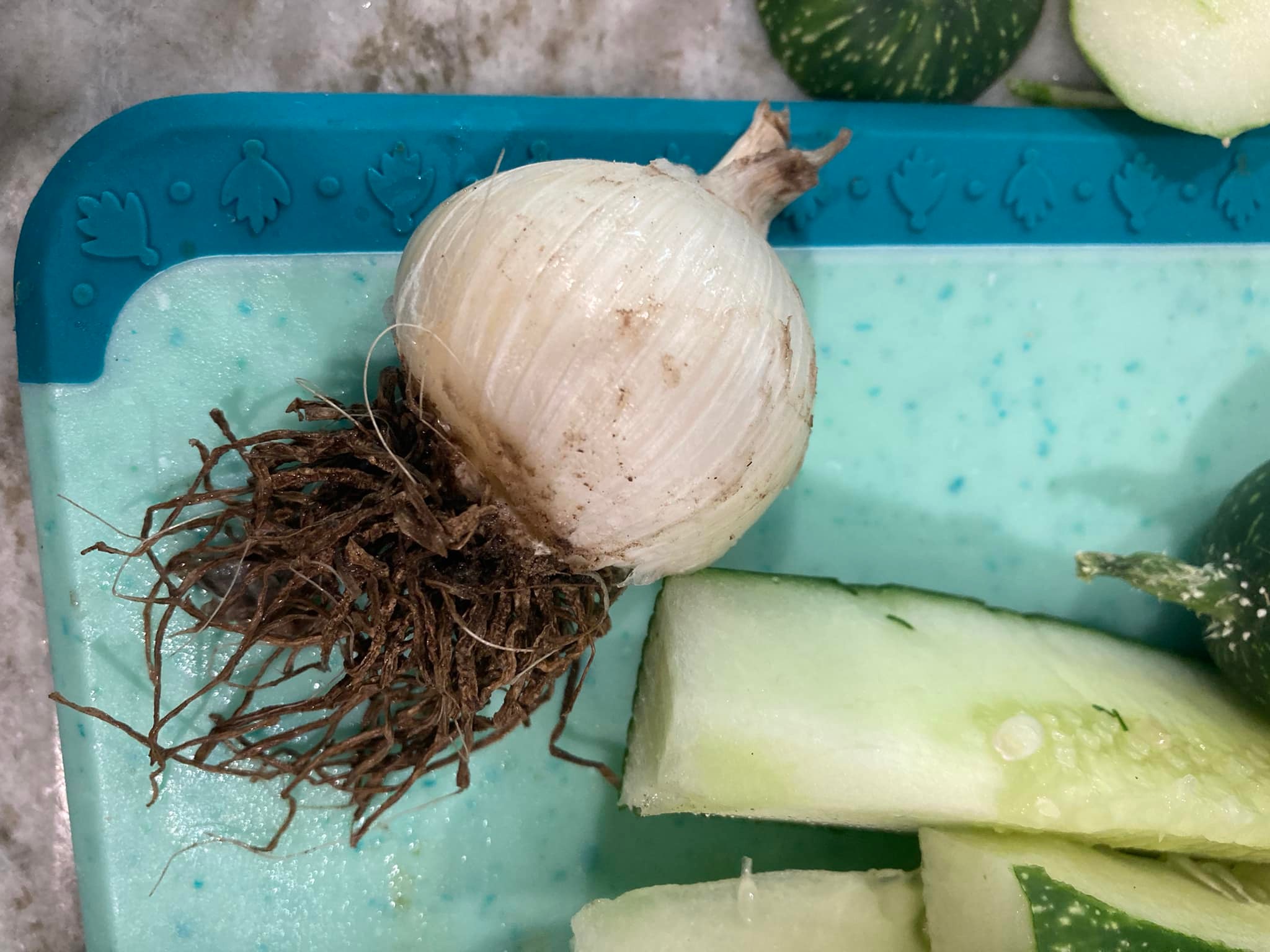 Is there such thing as a garlic onion cross?