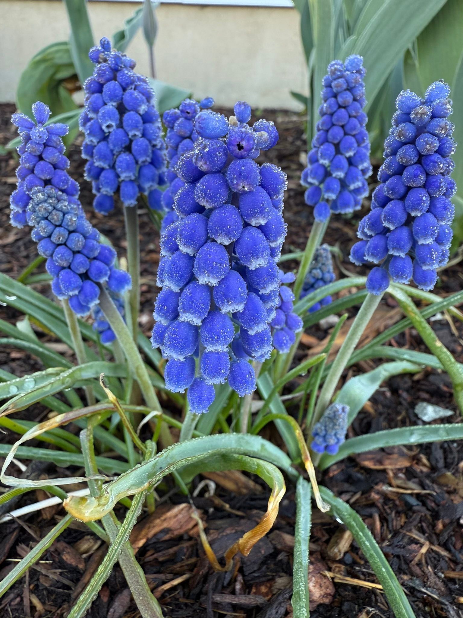 What is this bell-shaped flower in my garden?