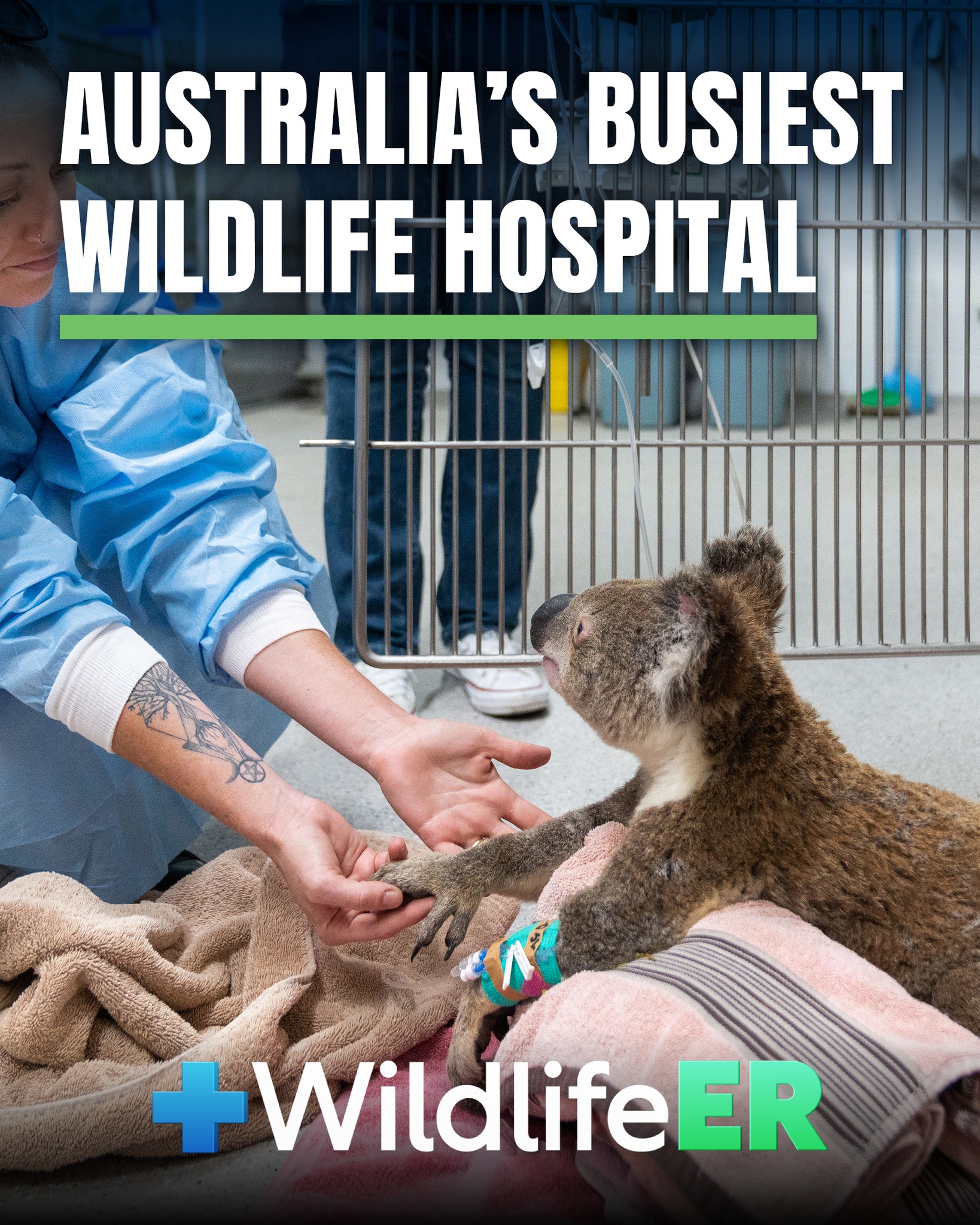RSPCA - 𝐃𝐎𝐍'𝐓 𝐌𝐈𝐒𝐒 𝐓𝐇𝐄 𝐋𝐀𝐓𝐄𝐒𝐓 𝐄𝐏𝐈𝐒𝐎𝐃𝐄 𝐎𝐅 𝐖𝐈𝐋𝐃𝐋𝐈𝐅𝐄 𝐄𝐑 — 𝐓𝐎𝐍𝐈𝐆𝐇𝐓! Step ...