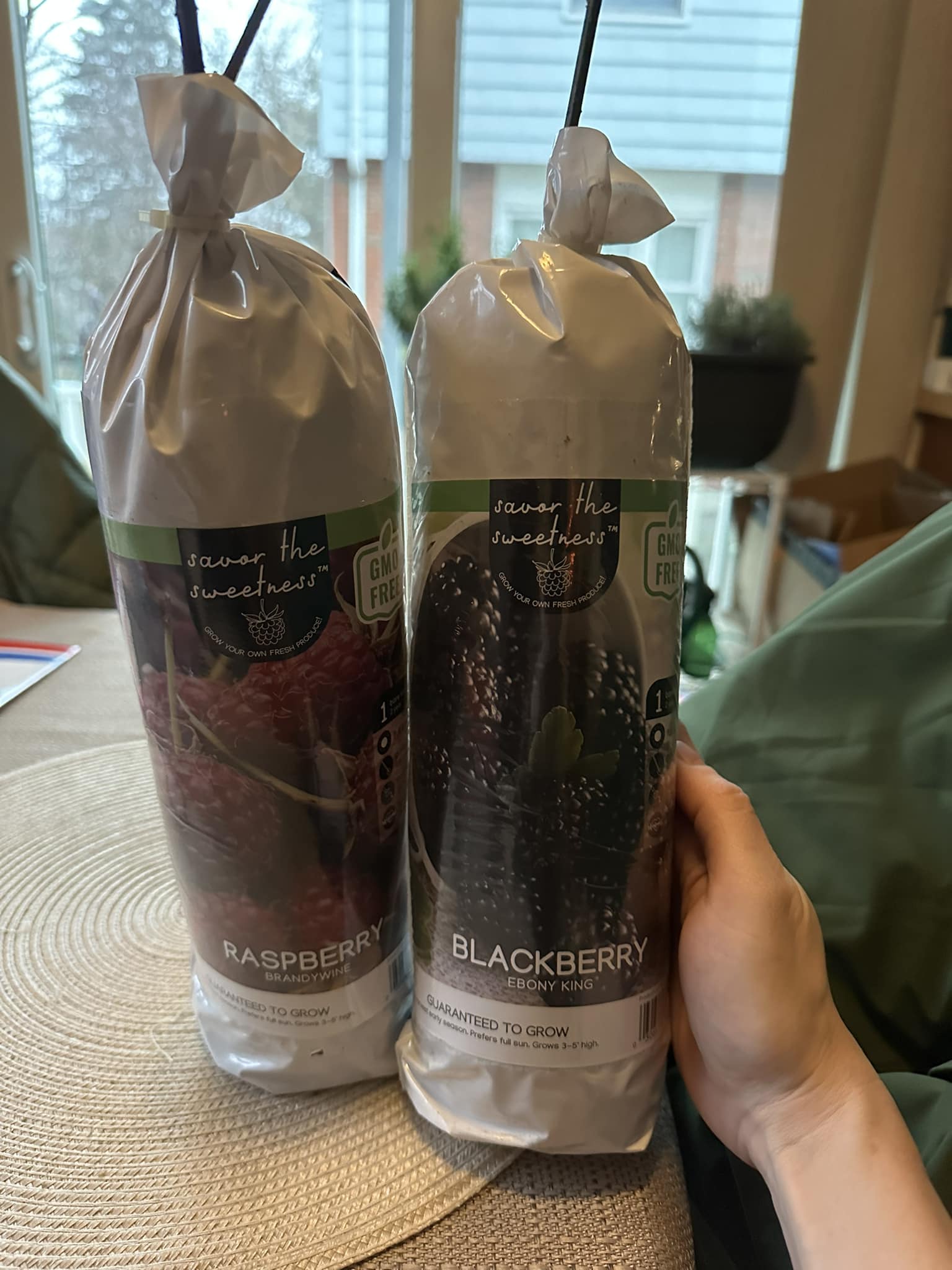 When to plant bare root blackberry and raspberry plants in zone 6b