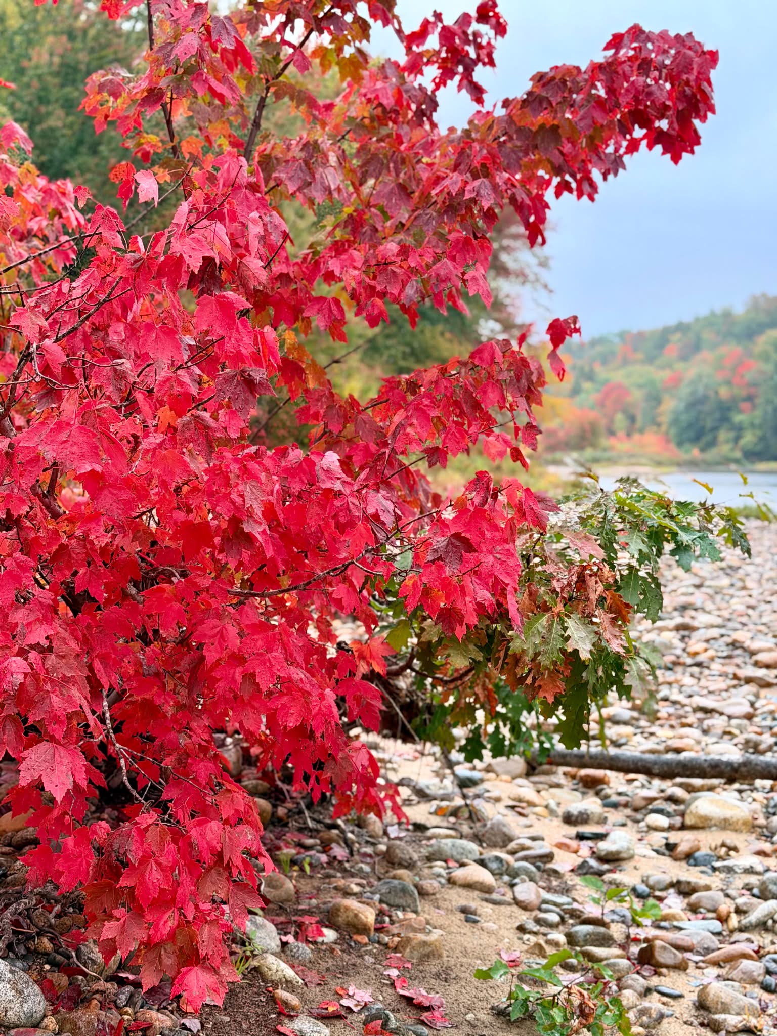 Vibrant autumn foliage along the Pemi River in Thornton, NH