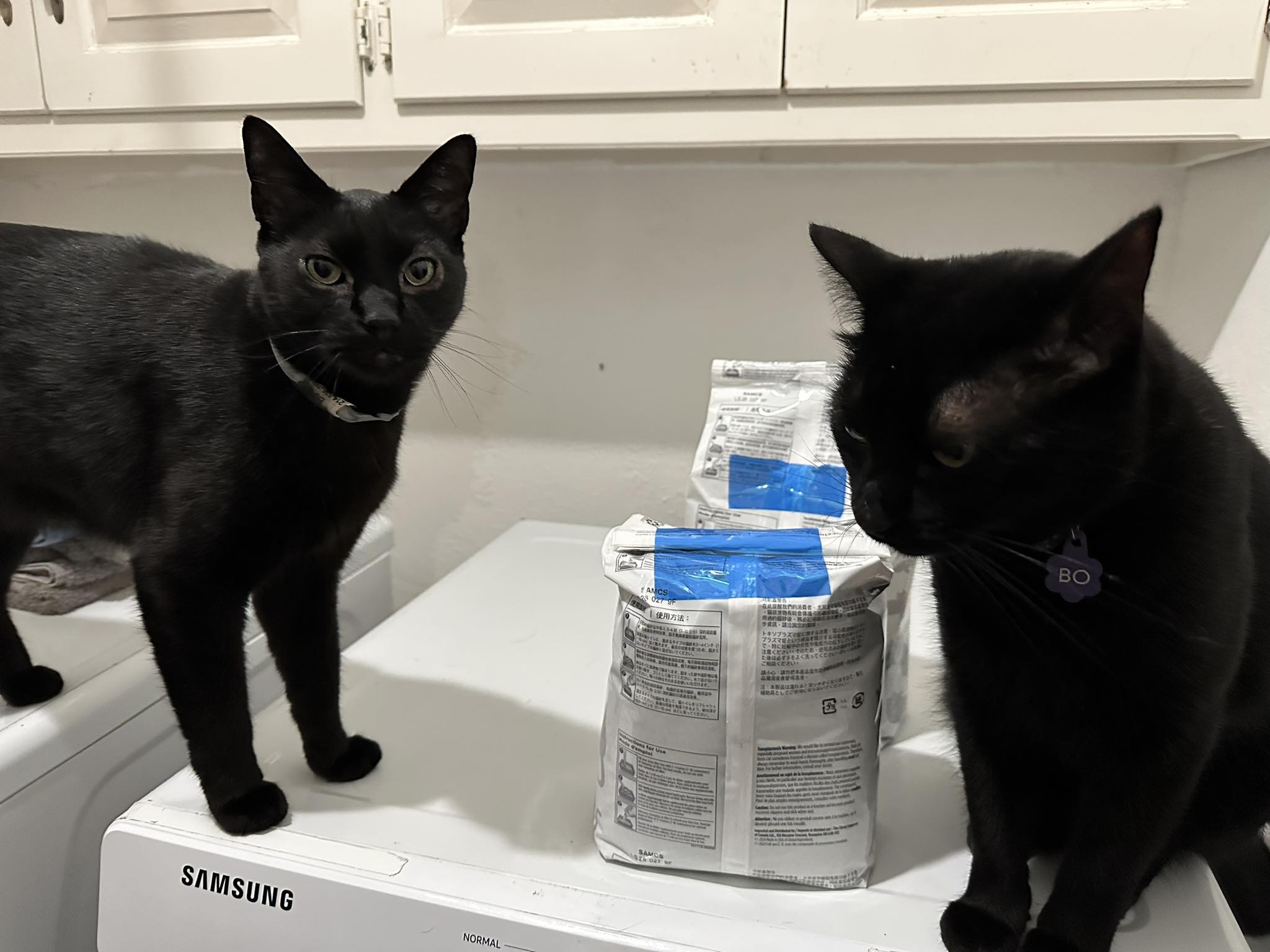 Lost black cat named Storm in Cedar Hill area