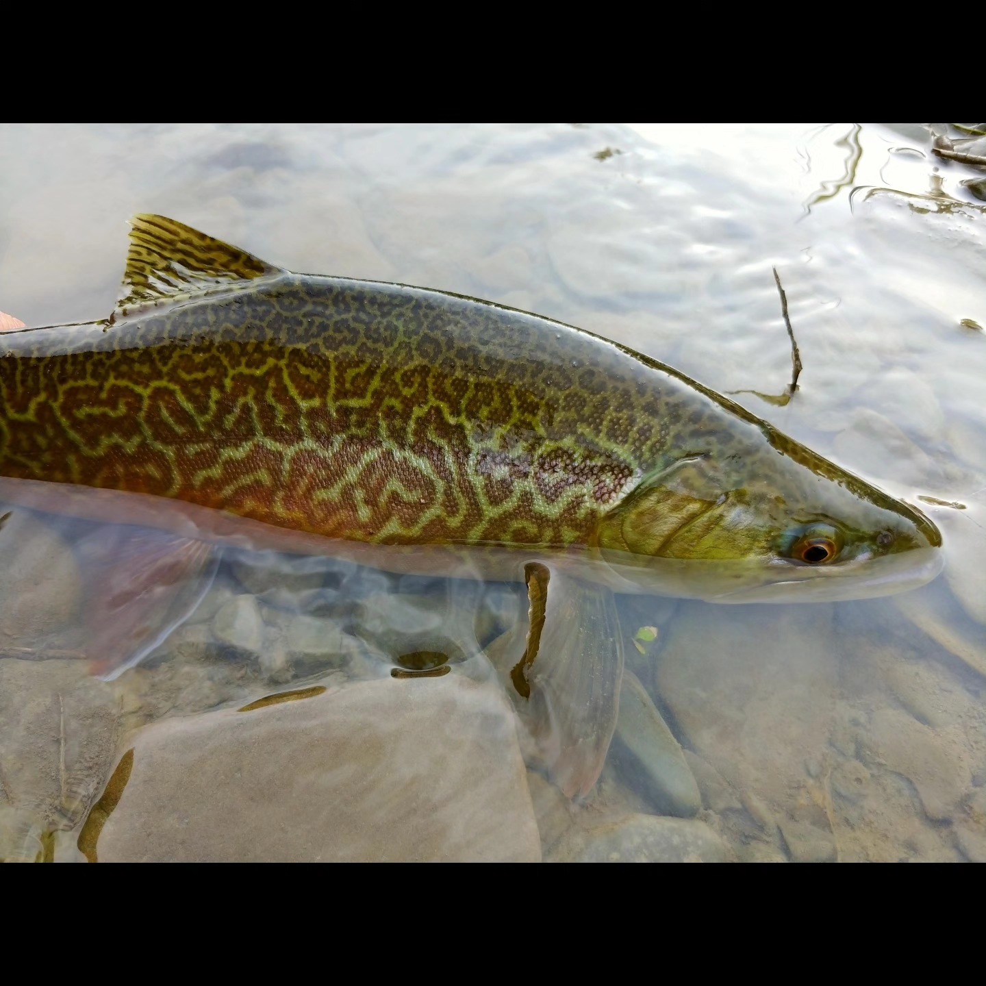 A wild northeast Tiger Trout (Brook x Brown). Usually created by