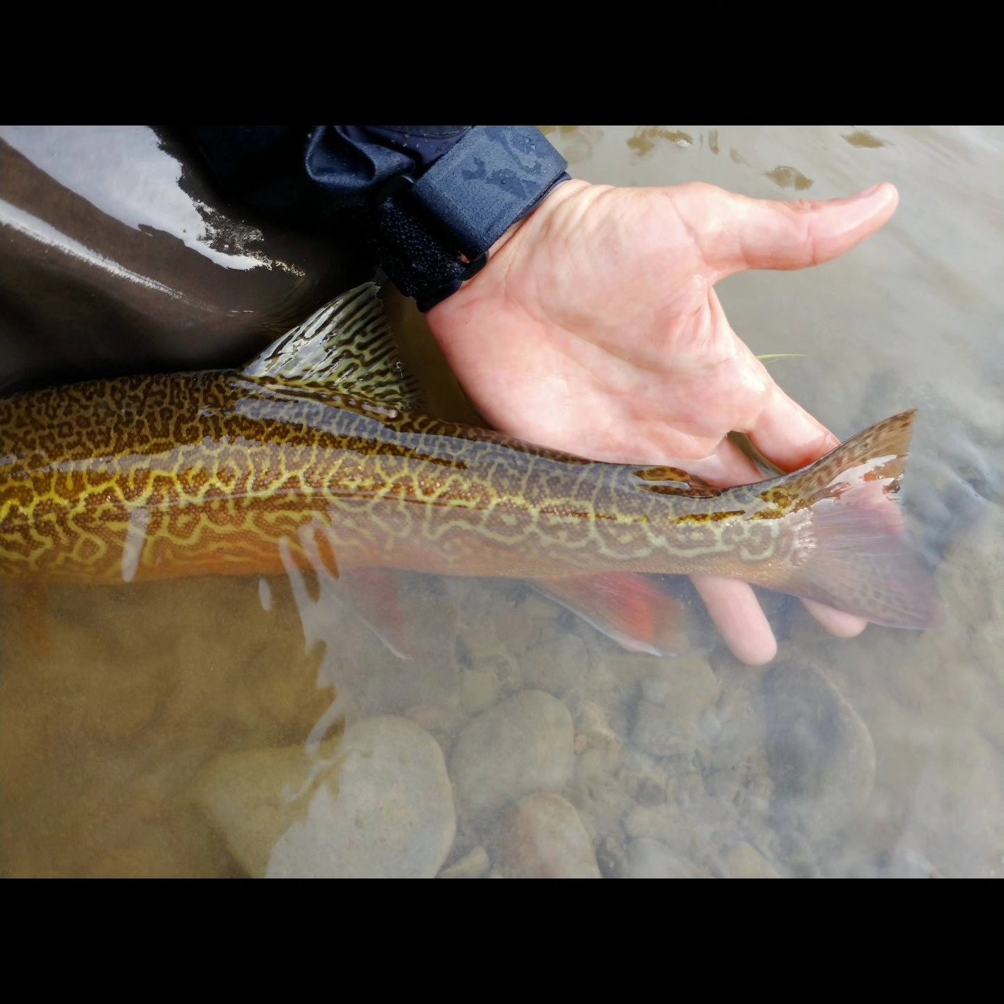 A wild northeast Tiger Trout (Brook x Brown). Usually created by