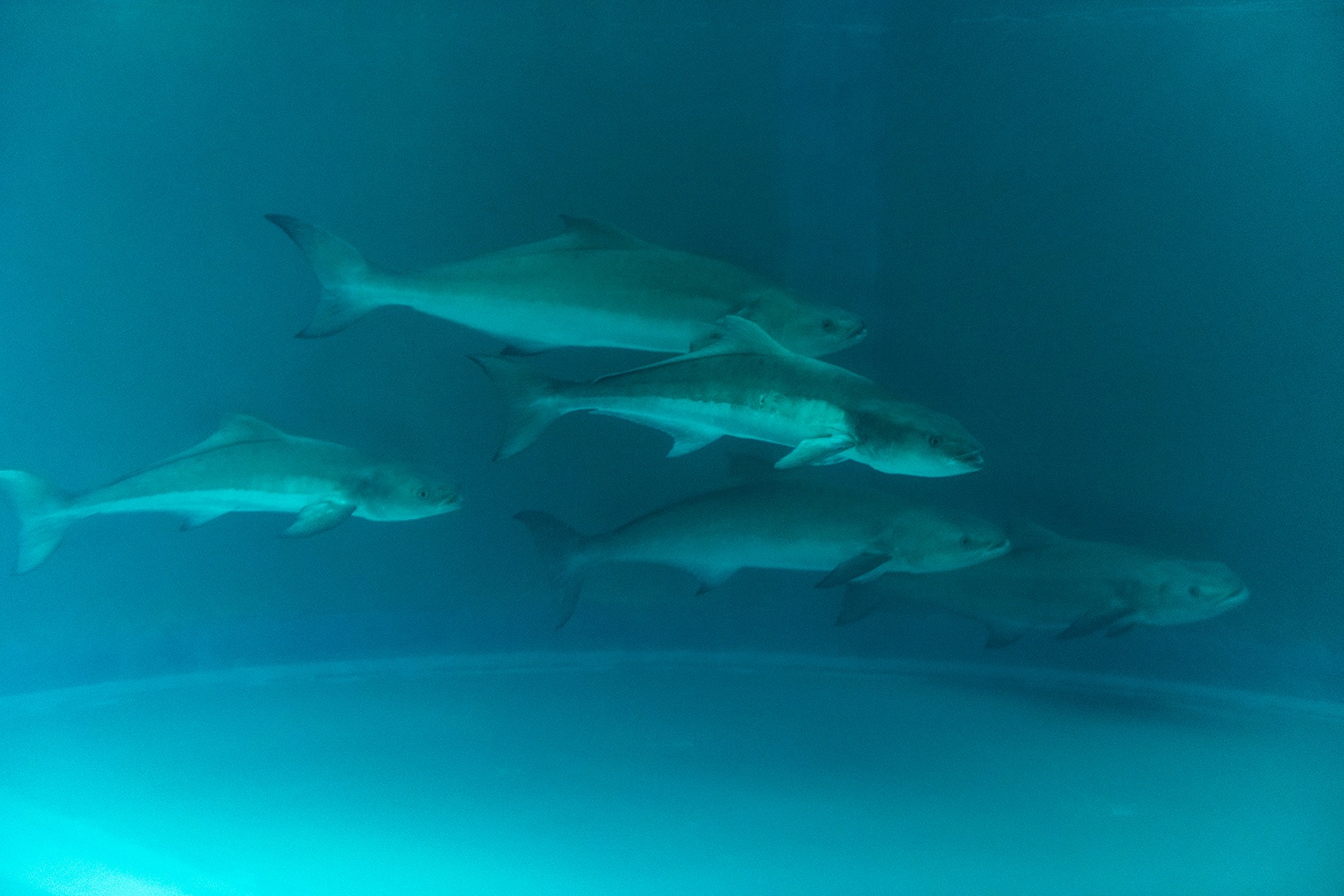 Open Blue Cobia | Miami FL