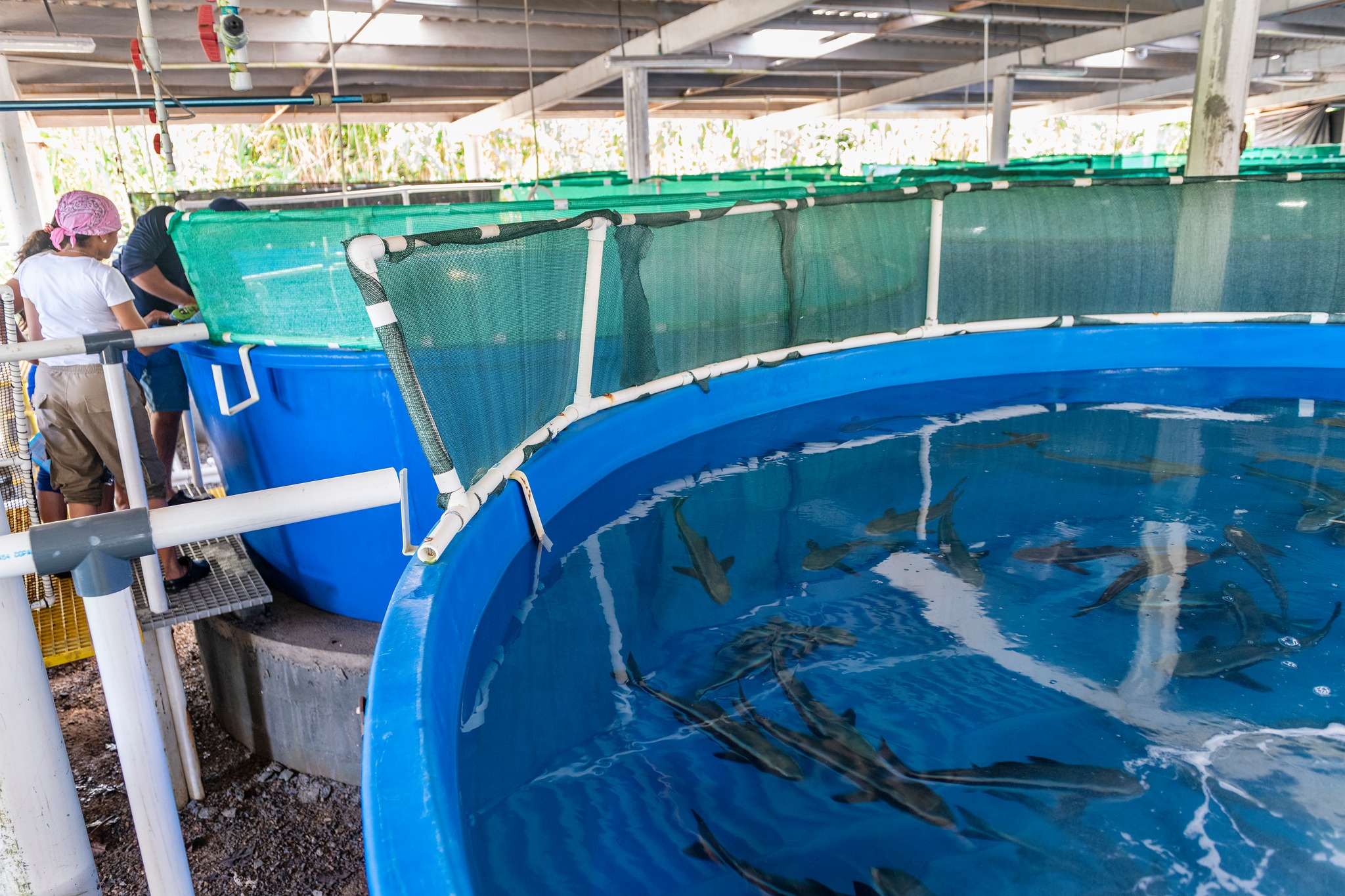 Open Blue Cobia | Miami FL