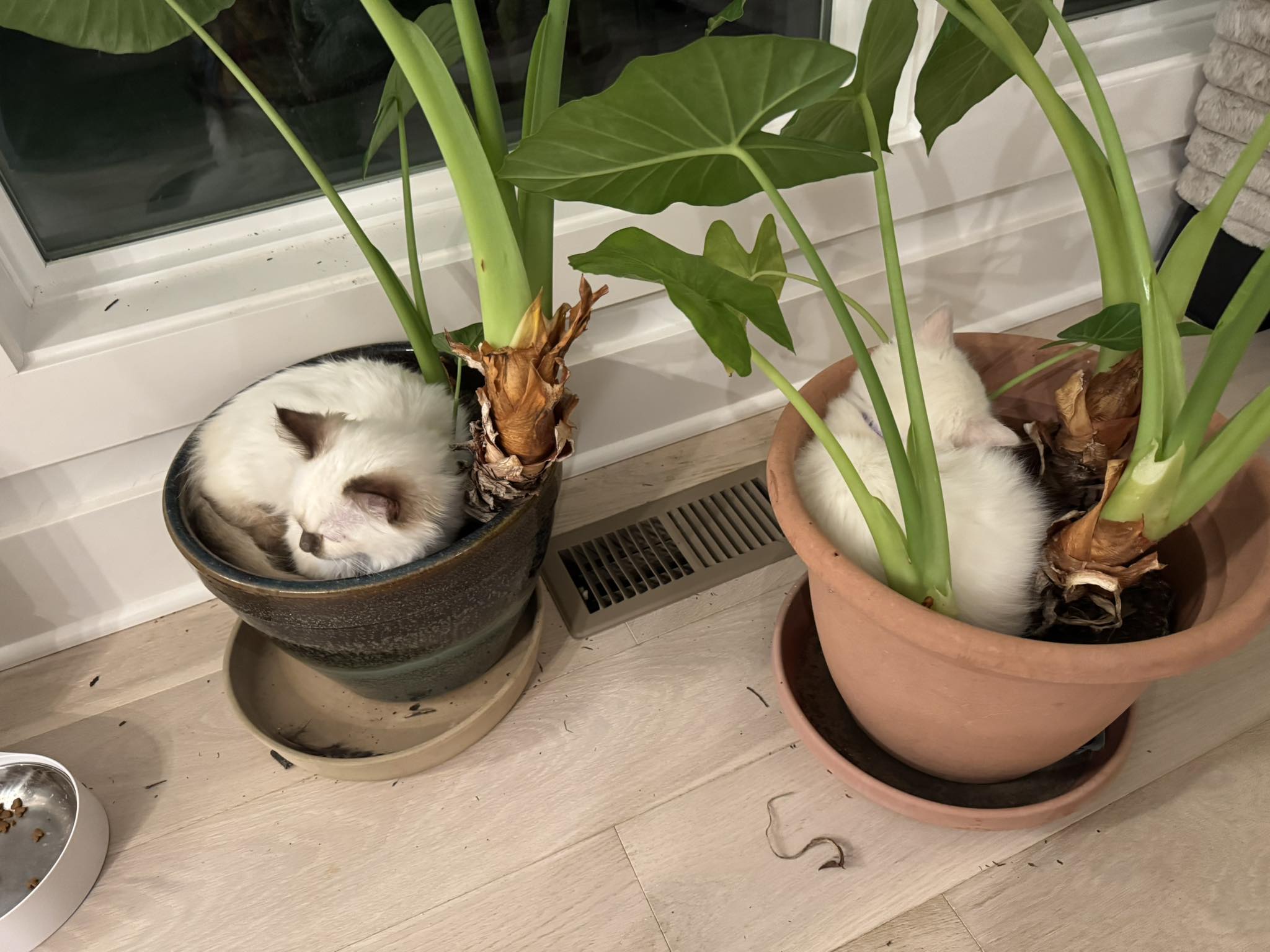 My First Ragdoll | Plant babies. Luna and Sol. | Facebook