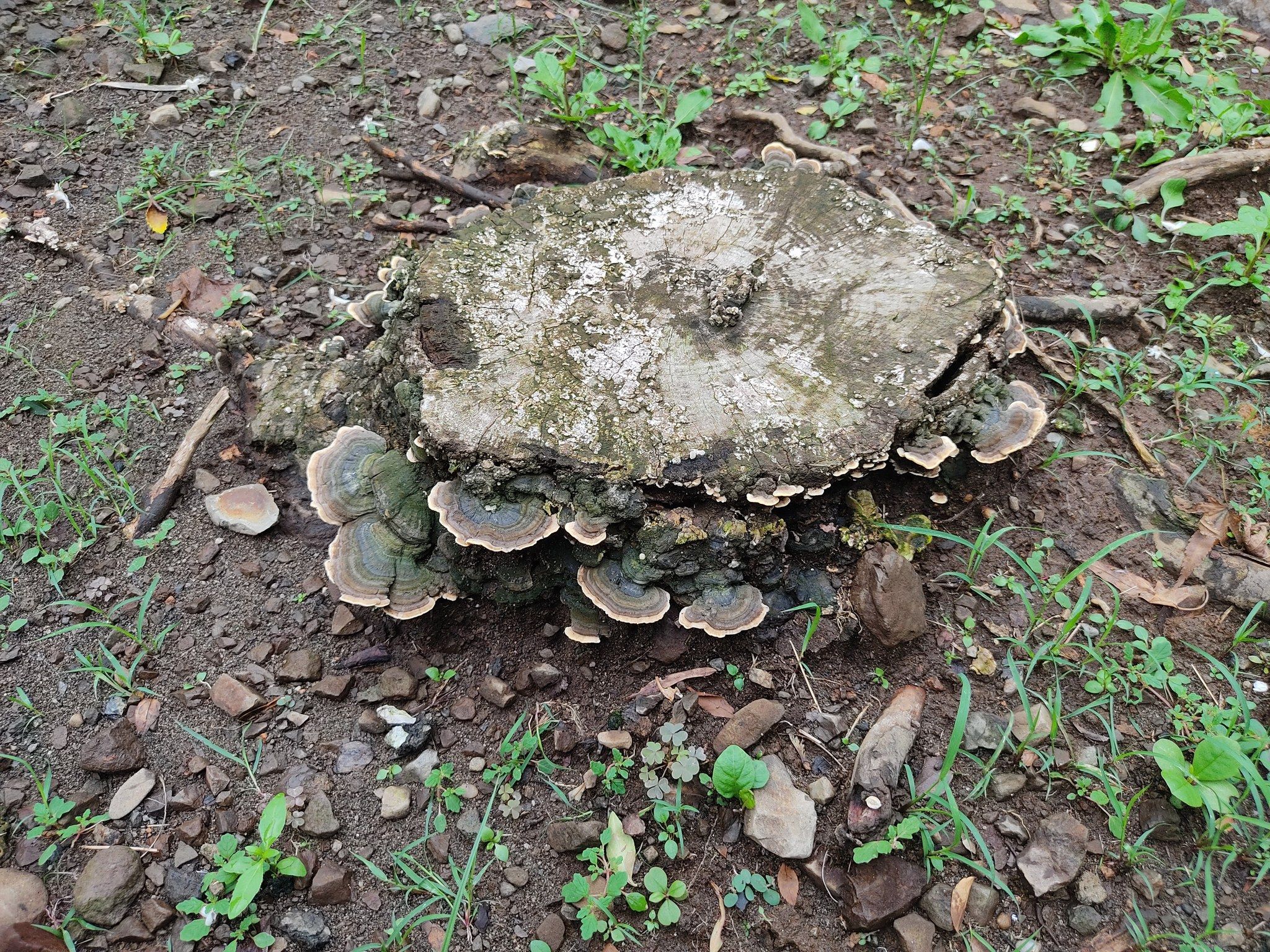 One of the species mushroom in japan