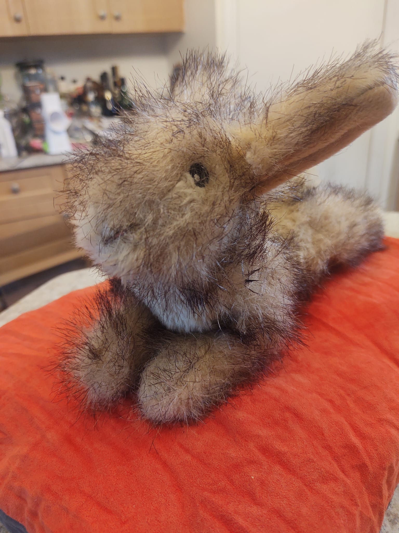Banff National Park staff found a missing bunny