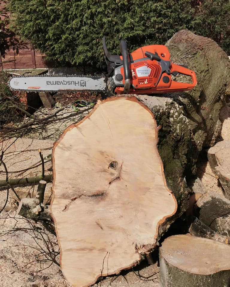 Mighty Oaks Land and Tree... - Mighty Oaks Land and Tree