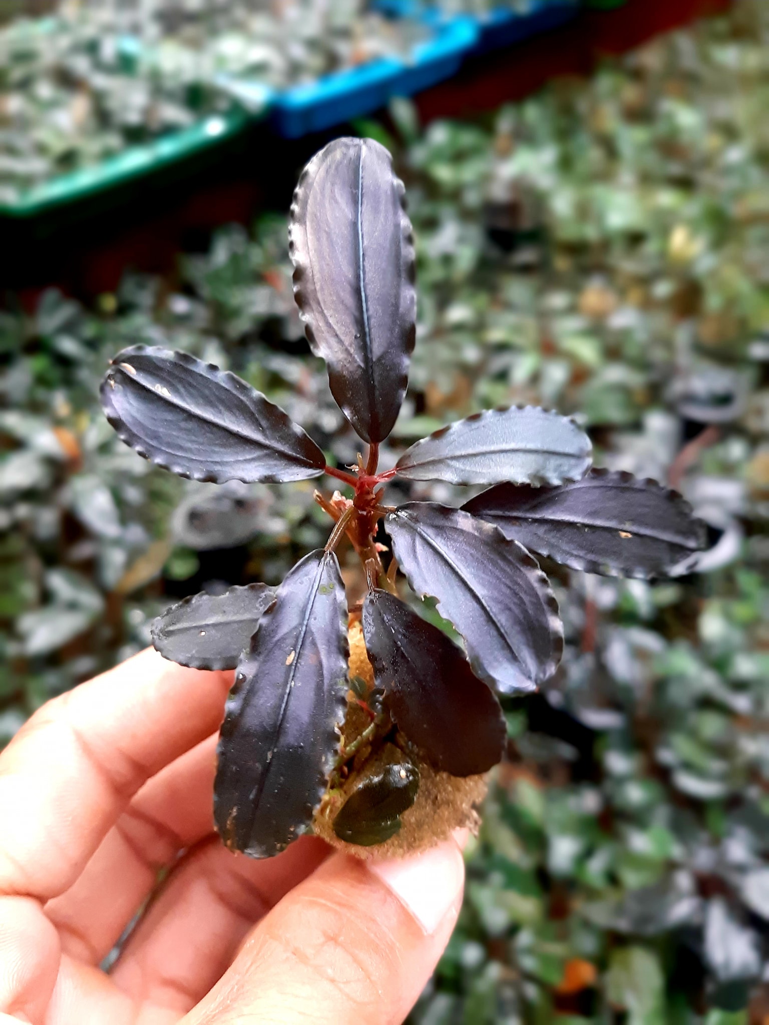 Borneo Aquatic Plants | Pontianak