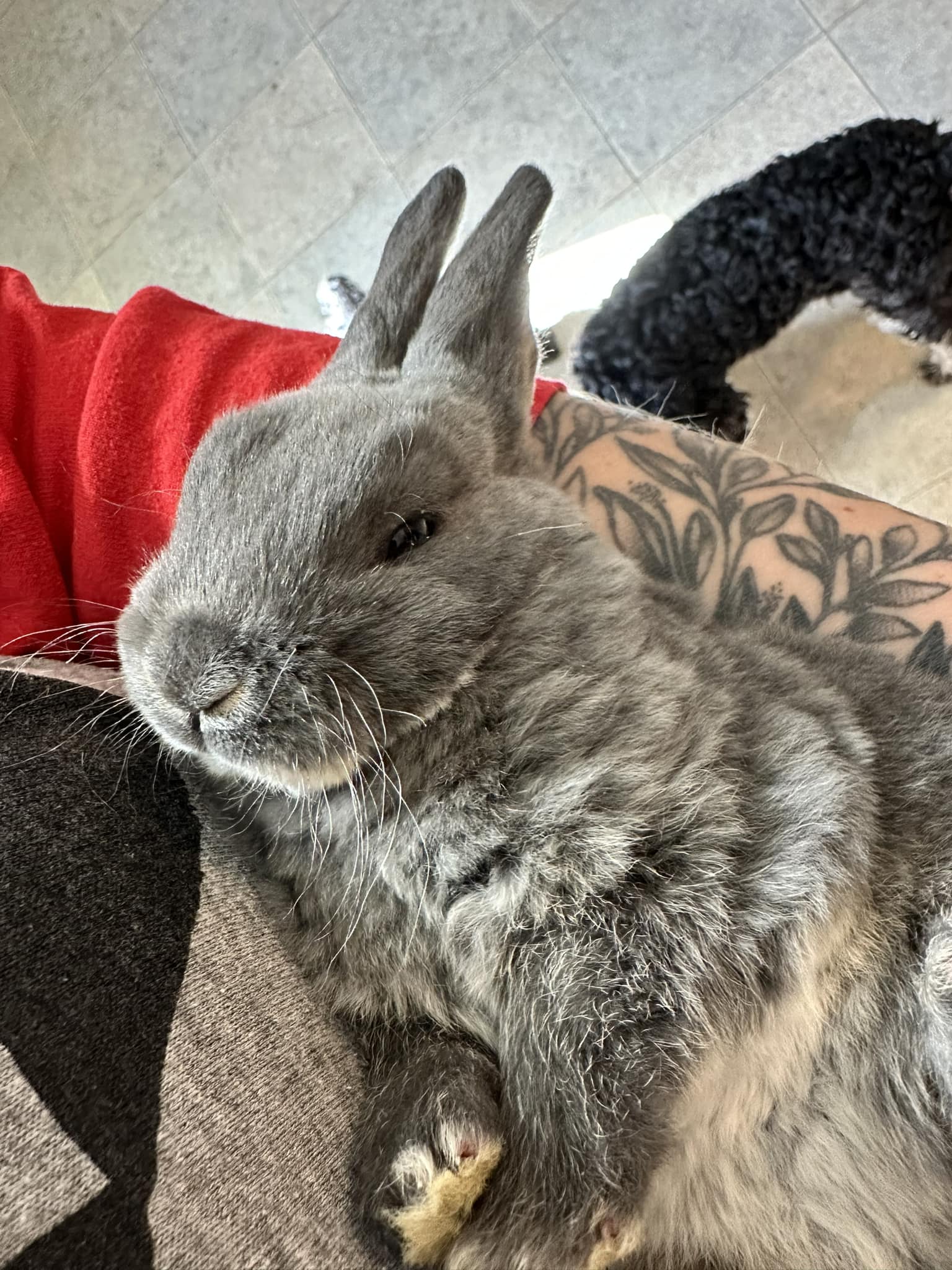 Summit County Rabbit Club | Facebook