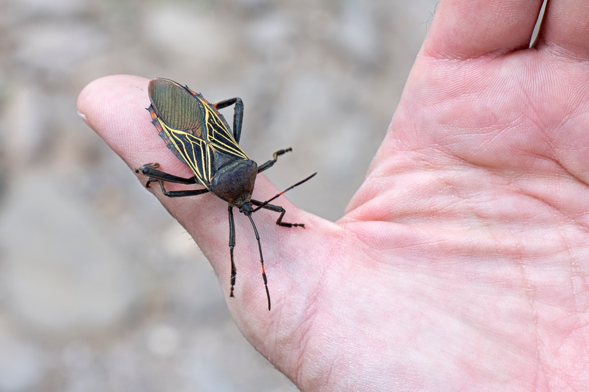 What is this huge insect in Coahuila, Mexico?