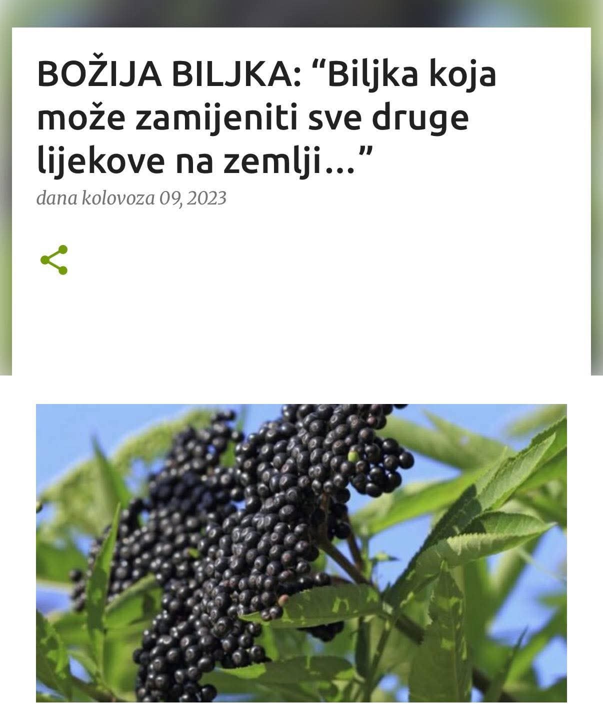 Certificirani - BOŽIJA BILJKA: “Biljka koja može zamijeniti sve druge ...