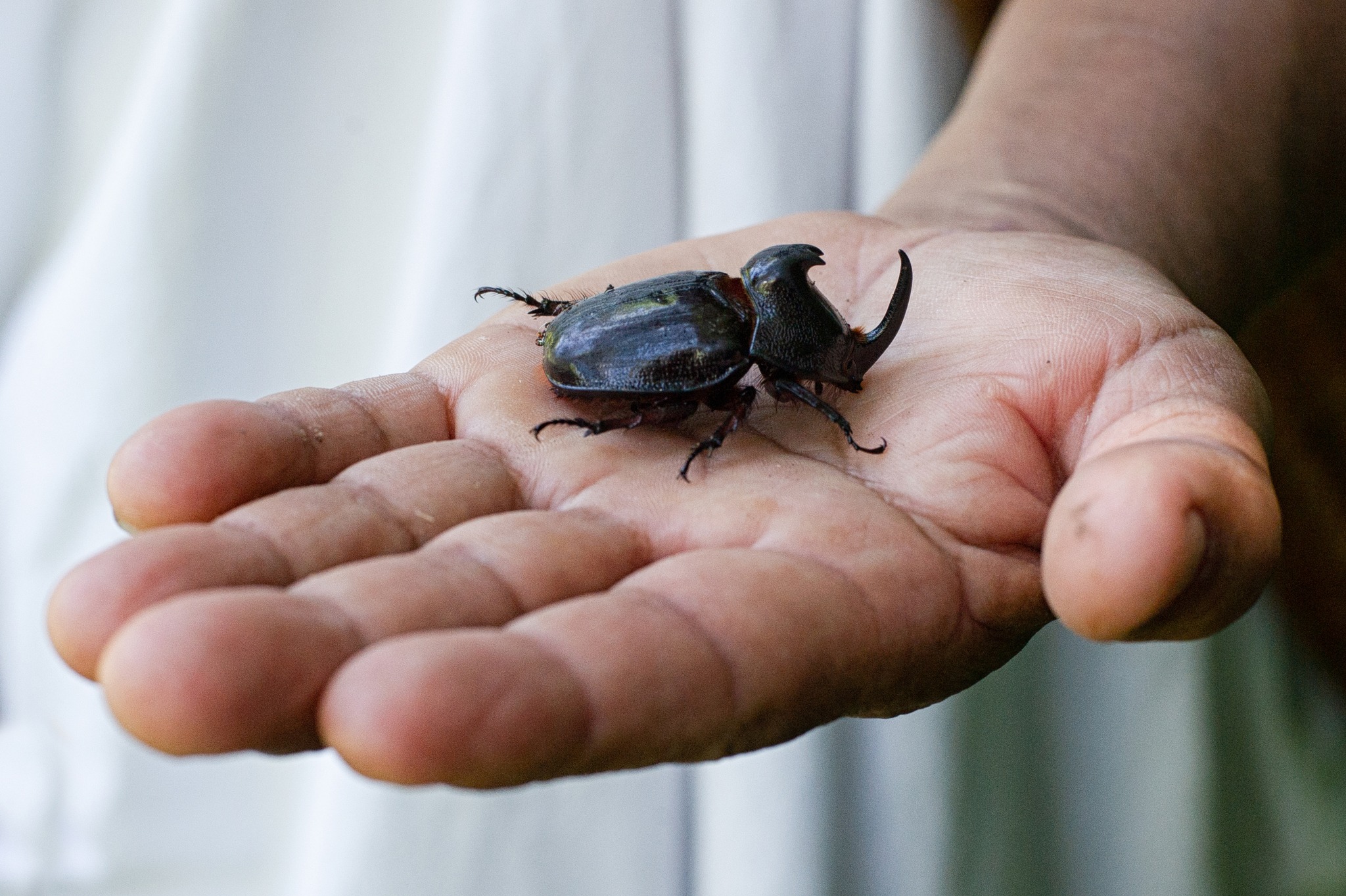 What species of Xyloryctes rhinoceros beetle is found in Chiapas