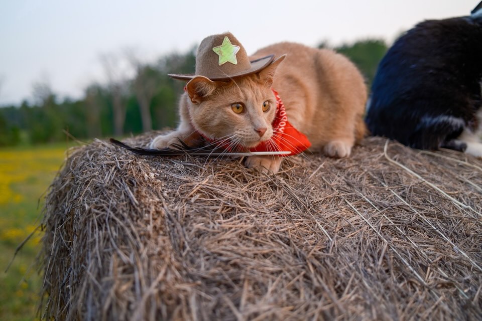 Aaron - Meowdy purrtners. Grass monster 🦖 If you're a fan of Jack