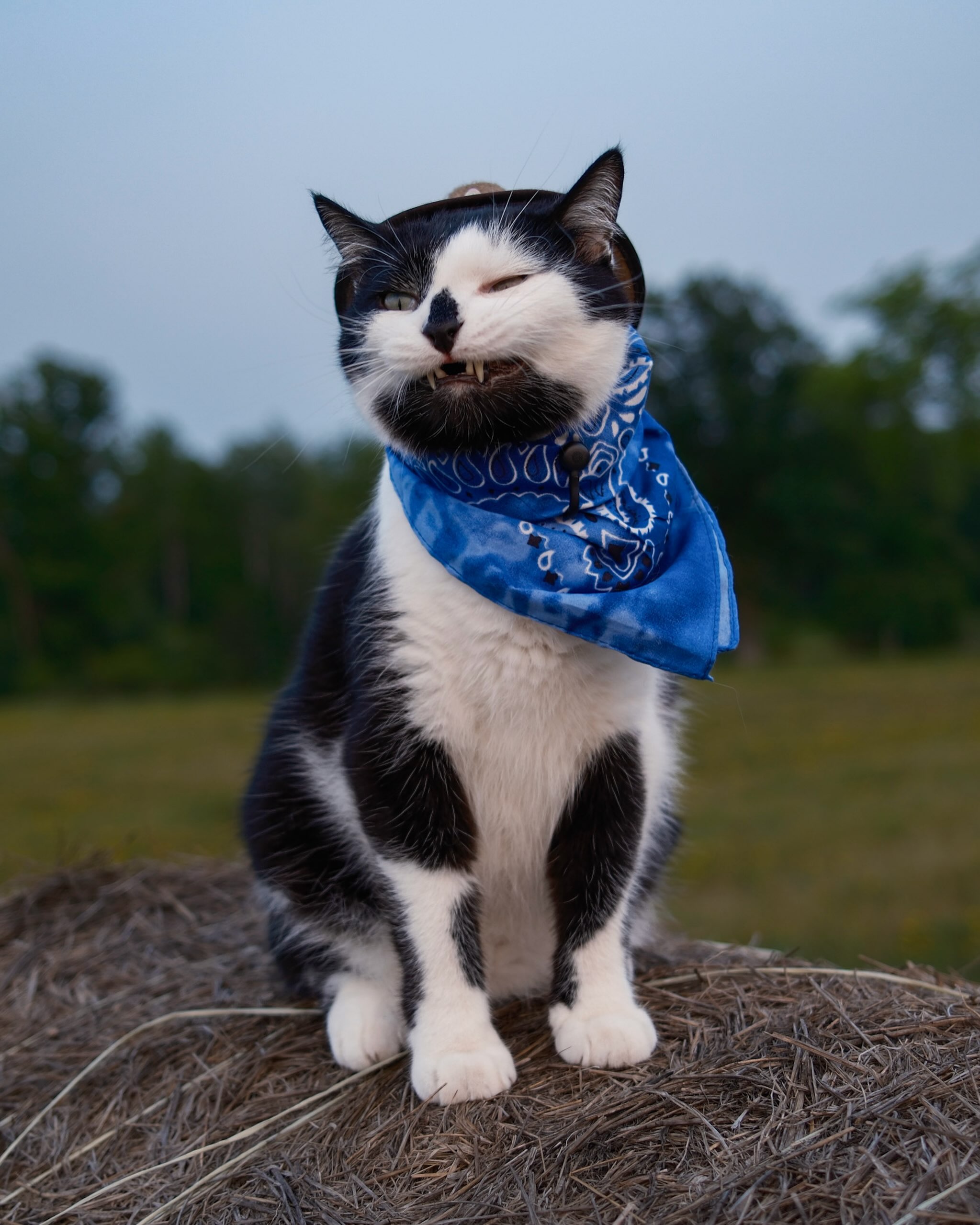 Aaron - Meowdy purrtners. Grass monster 🦖 If you're a fan of Jack