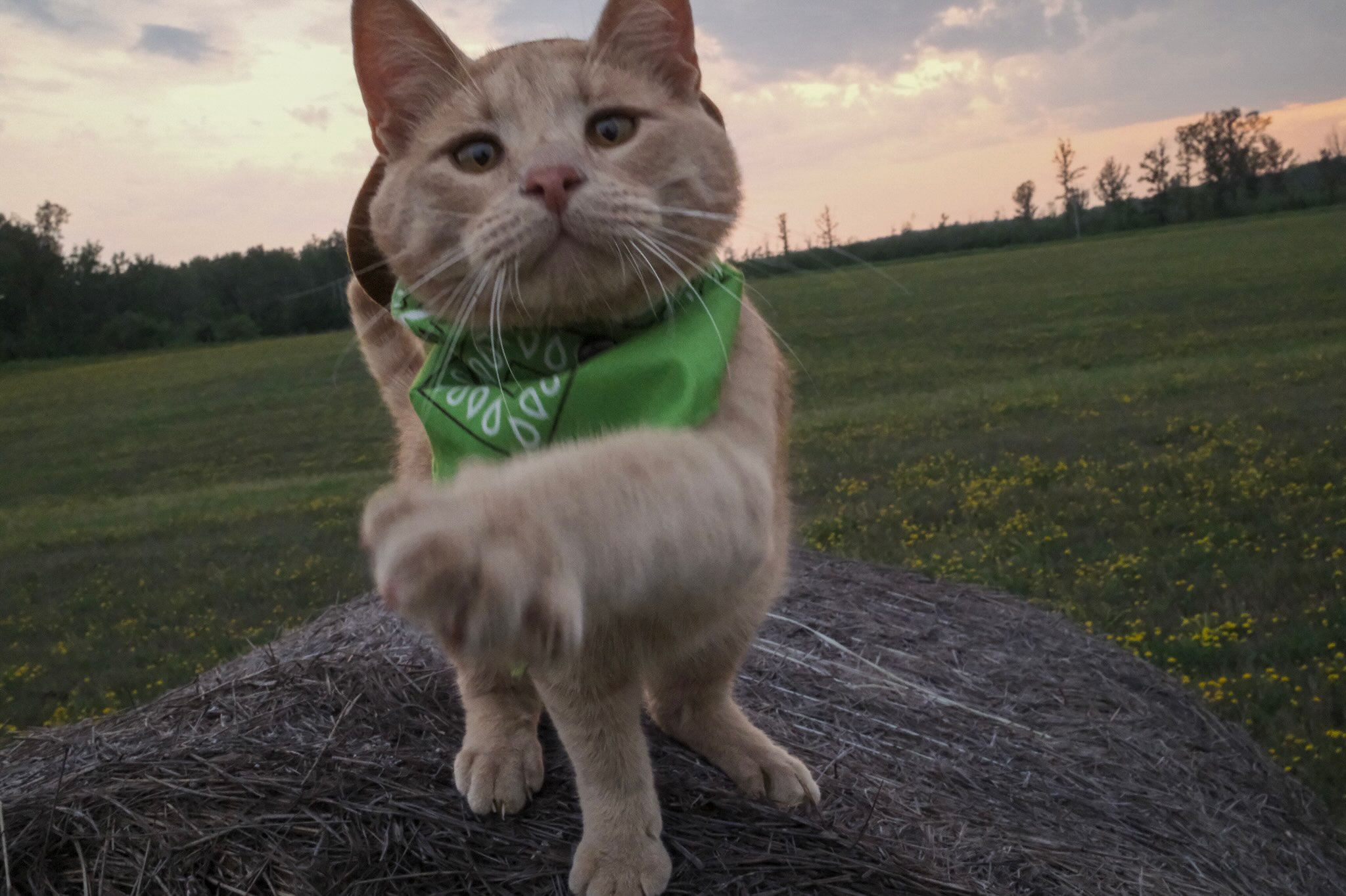 Aaron - Meowdy purrtners. Grass monster 🦖 If you're a fan of Jack