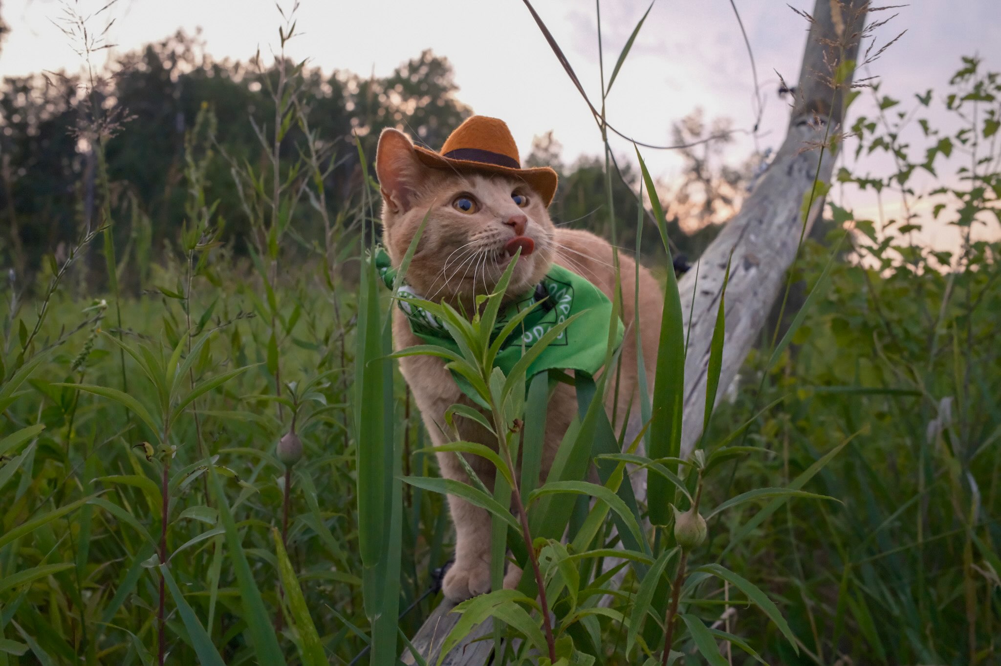 Aaron - Meowdy purrtners. Grass monster 🦖 If you're a fan of Jack