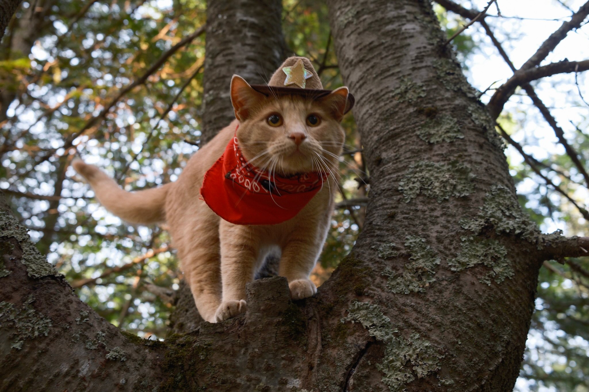 Aaron - Meowdy purrtners. Grass monster 🦖 If you're a fan of Jack
