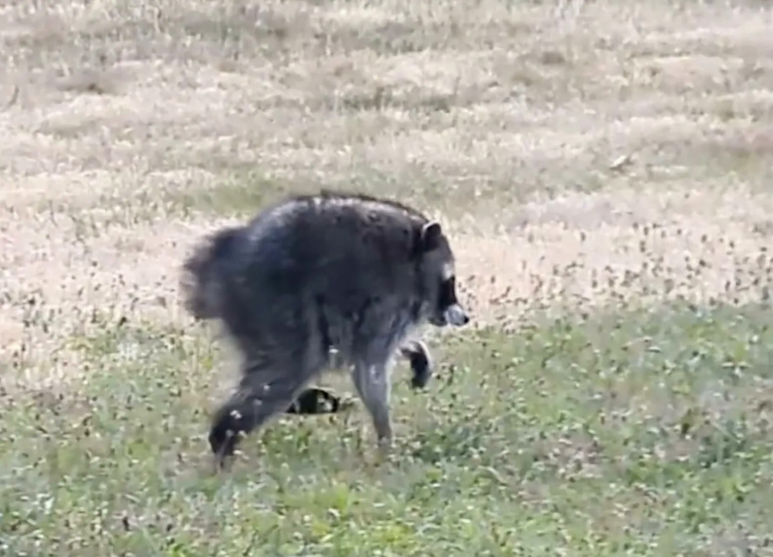 raccoonページ A unique raccoon spotted in Seattle is going viral online. The