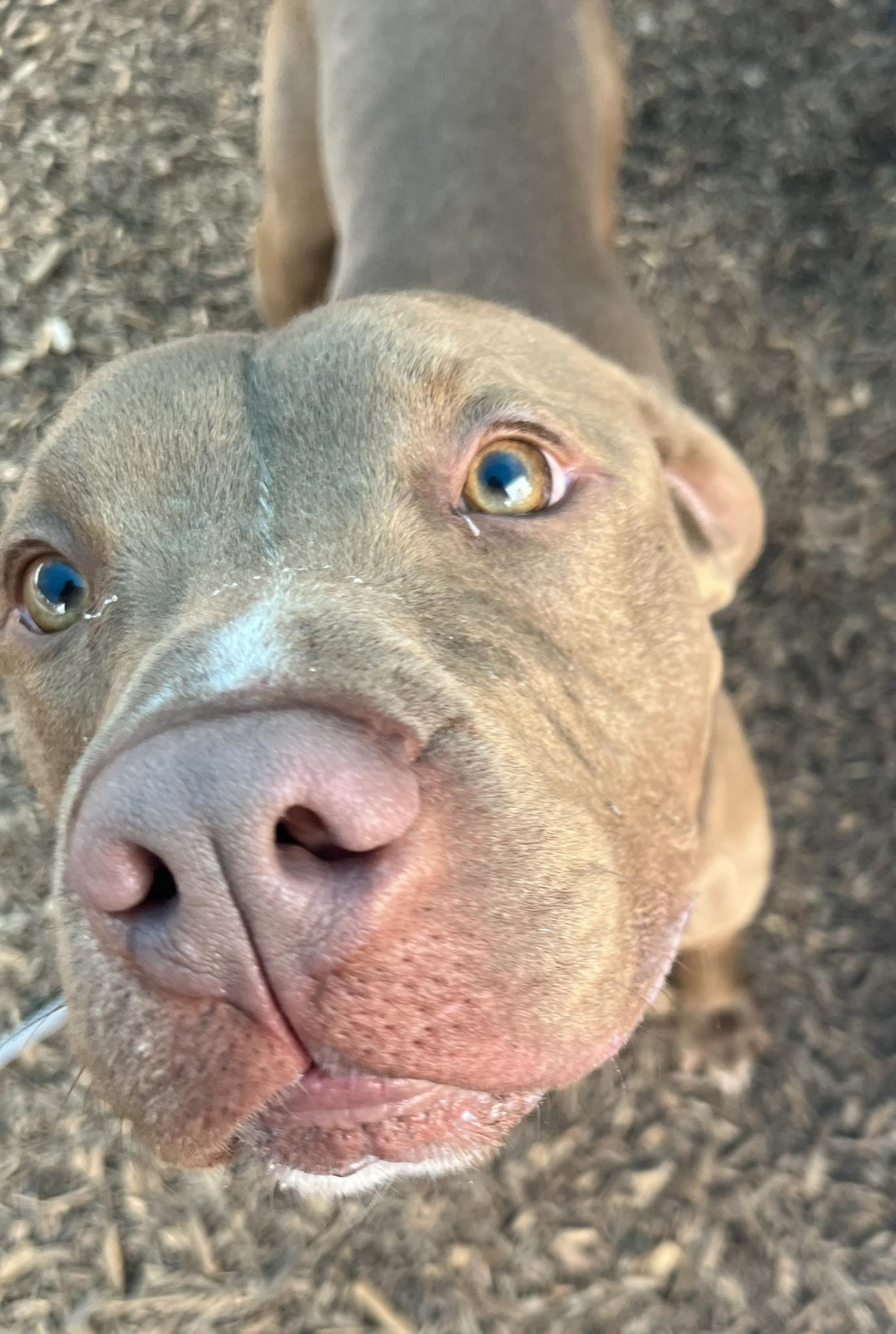 DeKalb County GEORGIA will kill this family dog, who lost his