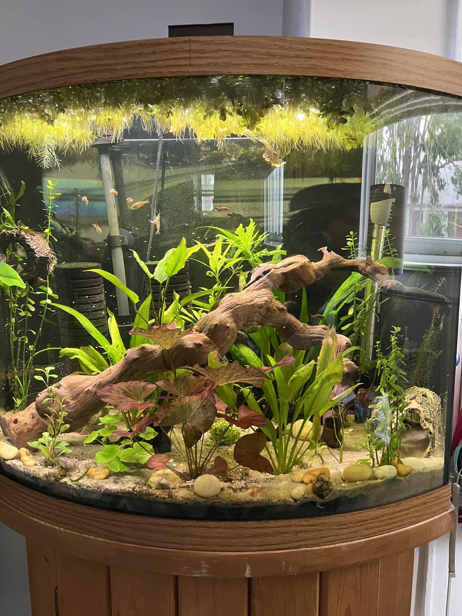 26 gallon fish tank accessories Aquarium Corner Cave Hide Axolotl Cichlid Cave Accessories, Corner Fish Aquarium Cave Hide with Viewing Window, Terrarium/ Aquarium Underground Natural Cave : Pet Supplies Do not use soap or detergent to clean. Fish Tank Accessories Aquarium Decorations