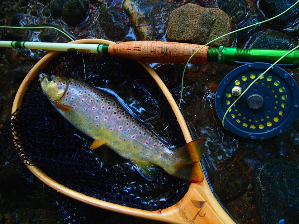 fishing rod penn 4 0 senator Combo Conventional Combos, Black/Smoke/Red strength bronze Premium 2.1m 3.6m Telescopic Color:Green /Silver - #33202 Durable