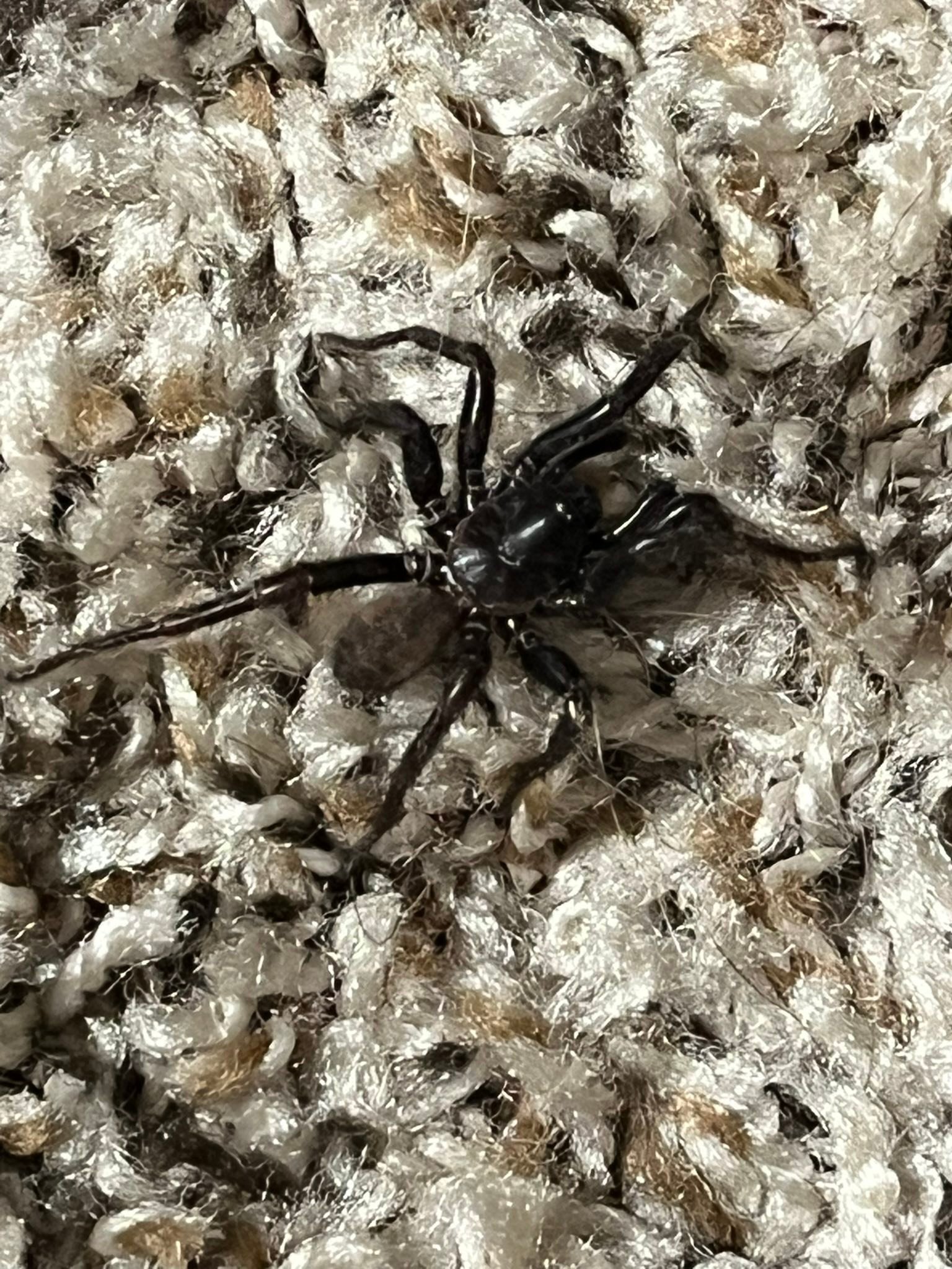 What is this aggressive trap door spider in North Georgia?