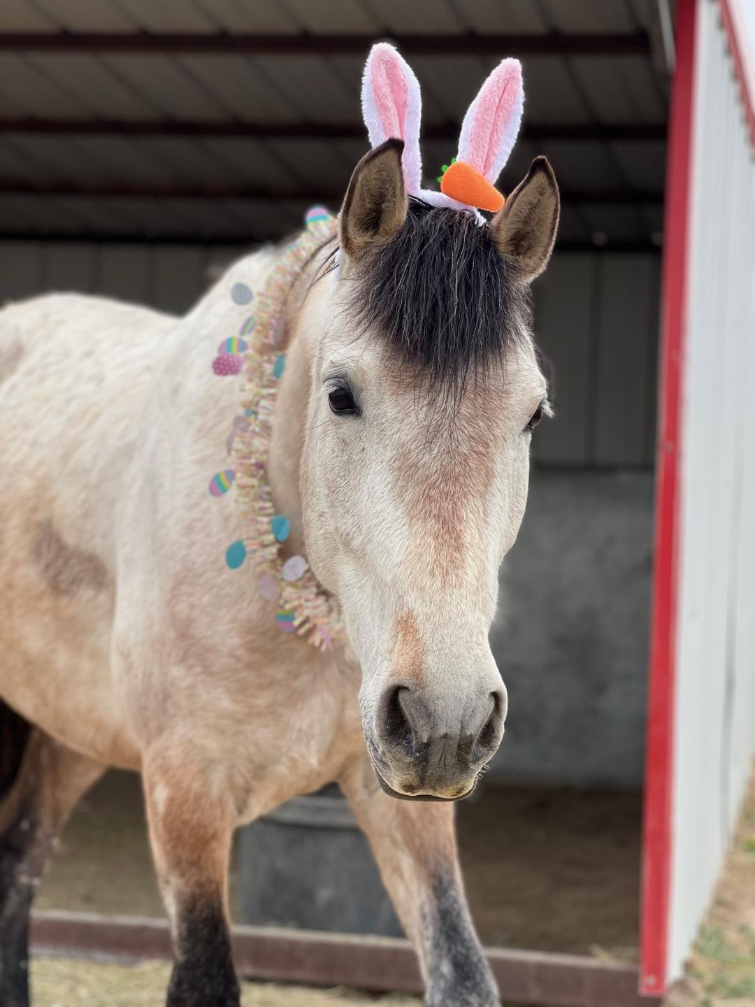 Blue Rose Ranch Horse Rescue & Adoption