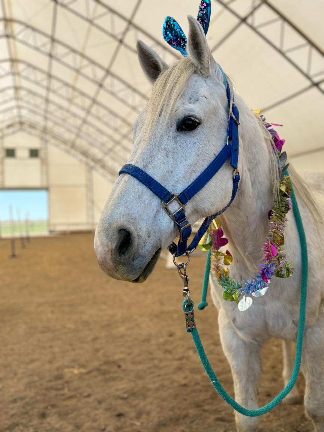 Blue Rose Ranch... - Blue Rose Ranch Horse Rescue & Adoption